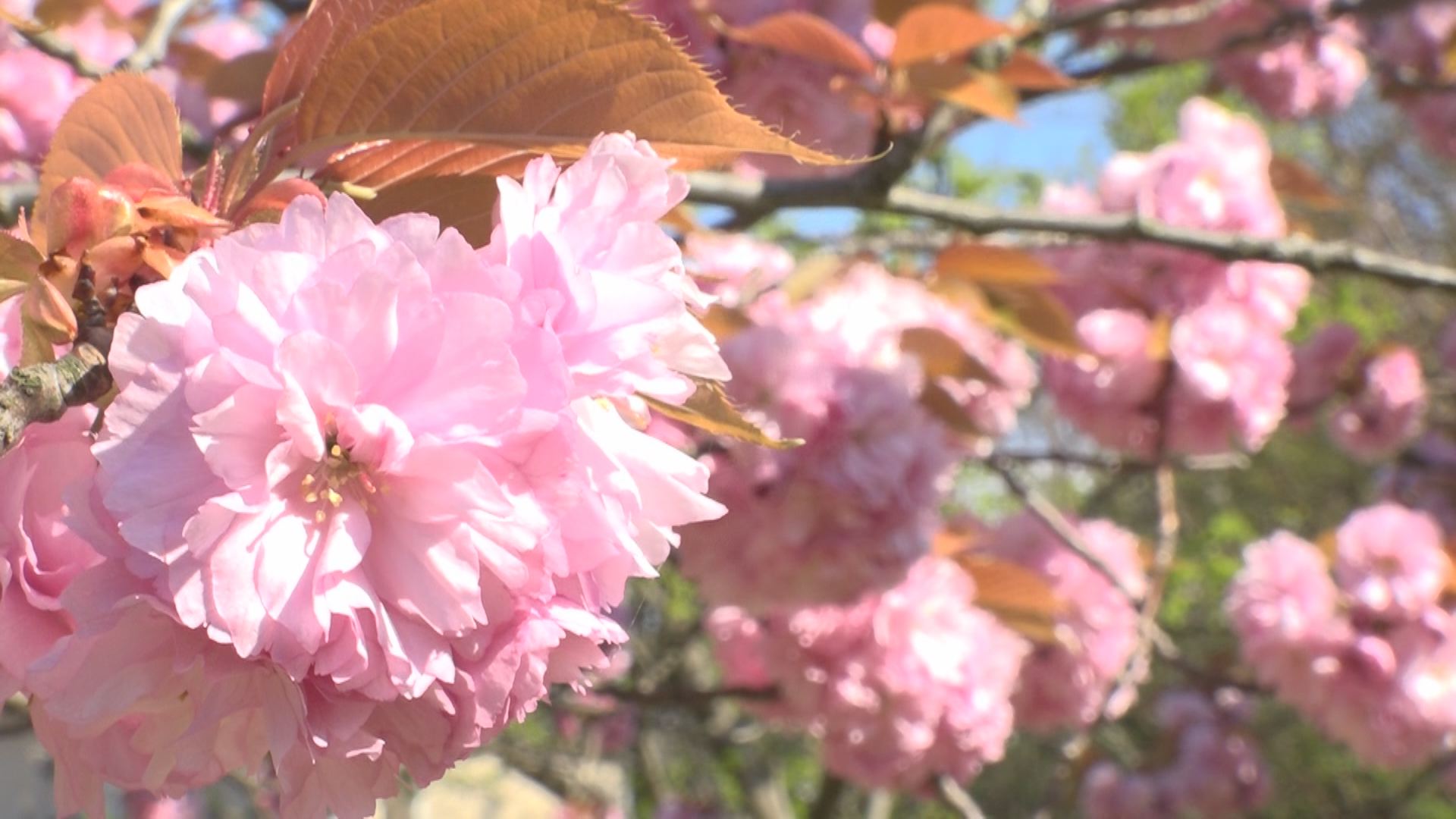 五智公園の八重桜 見ごろ