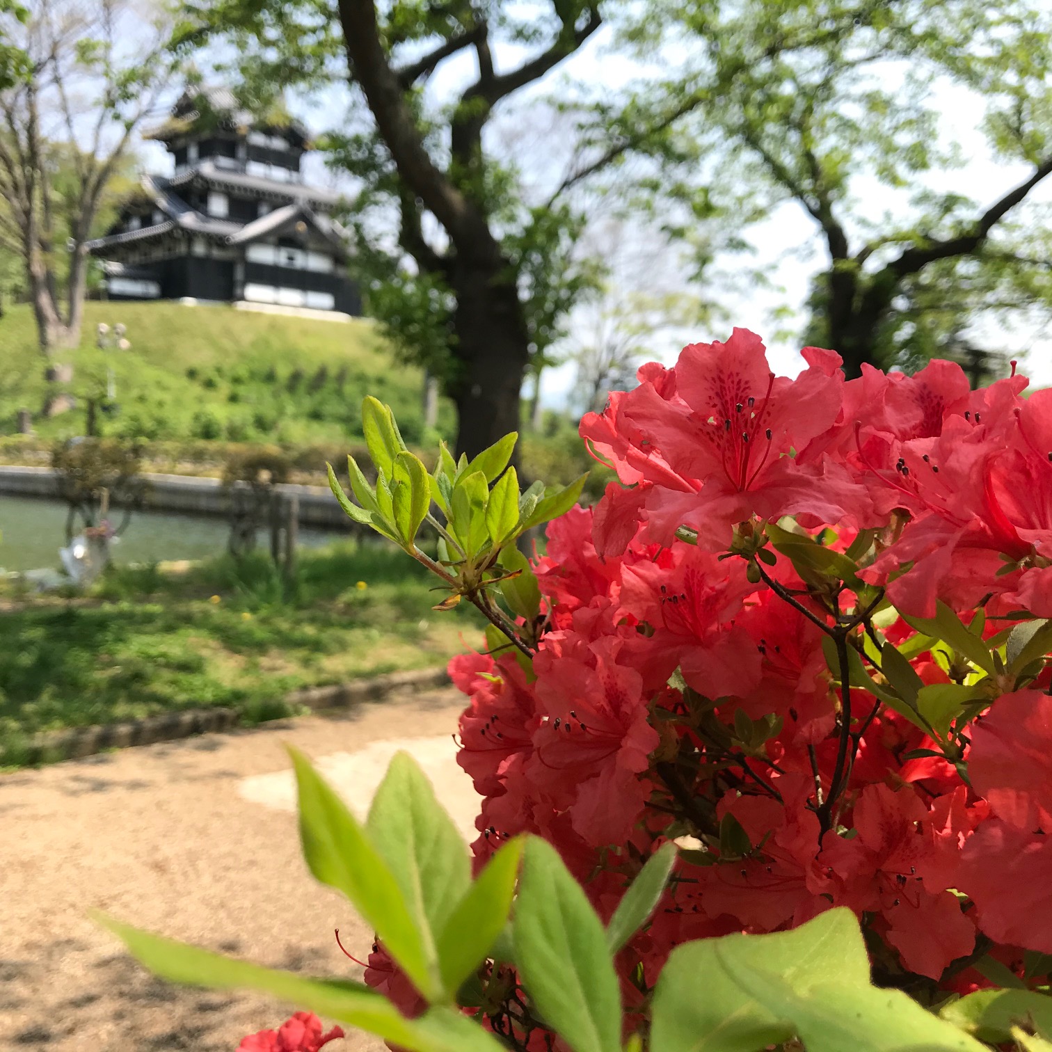上越市高田で30.7℃ 真夏日に 熱中症に注意