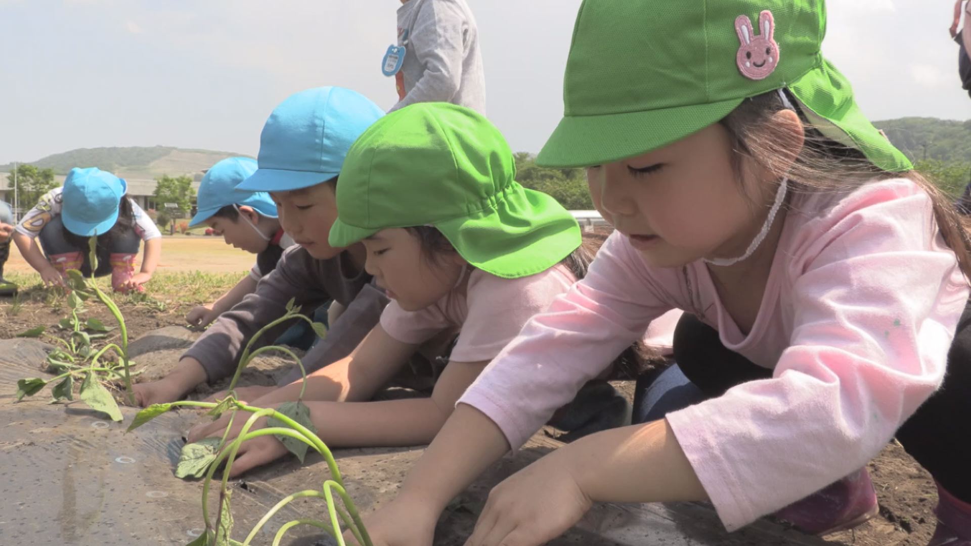 大きくな～れ！ひまわり保育園 園児がサツマイモ苗植え