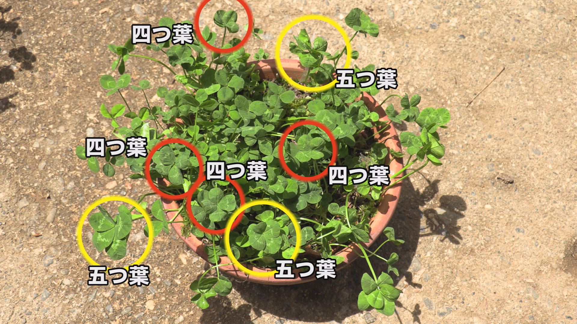 幸せはラッキーセブン 四つ葉～七つ葉クローバー
