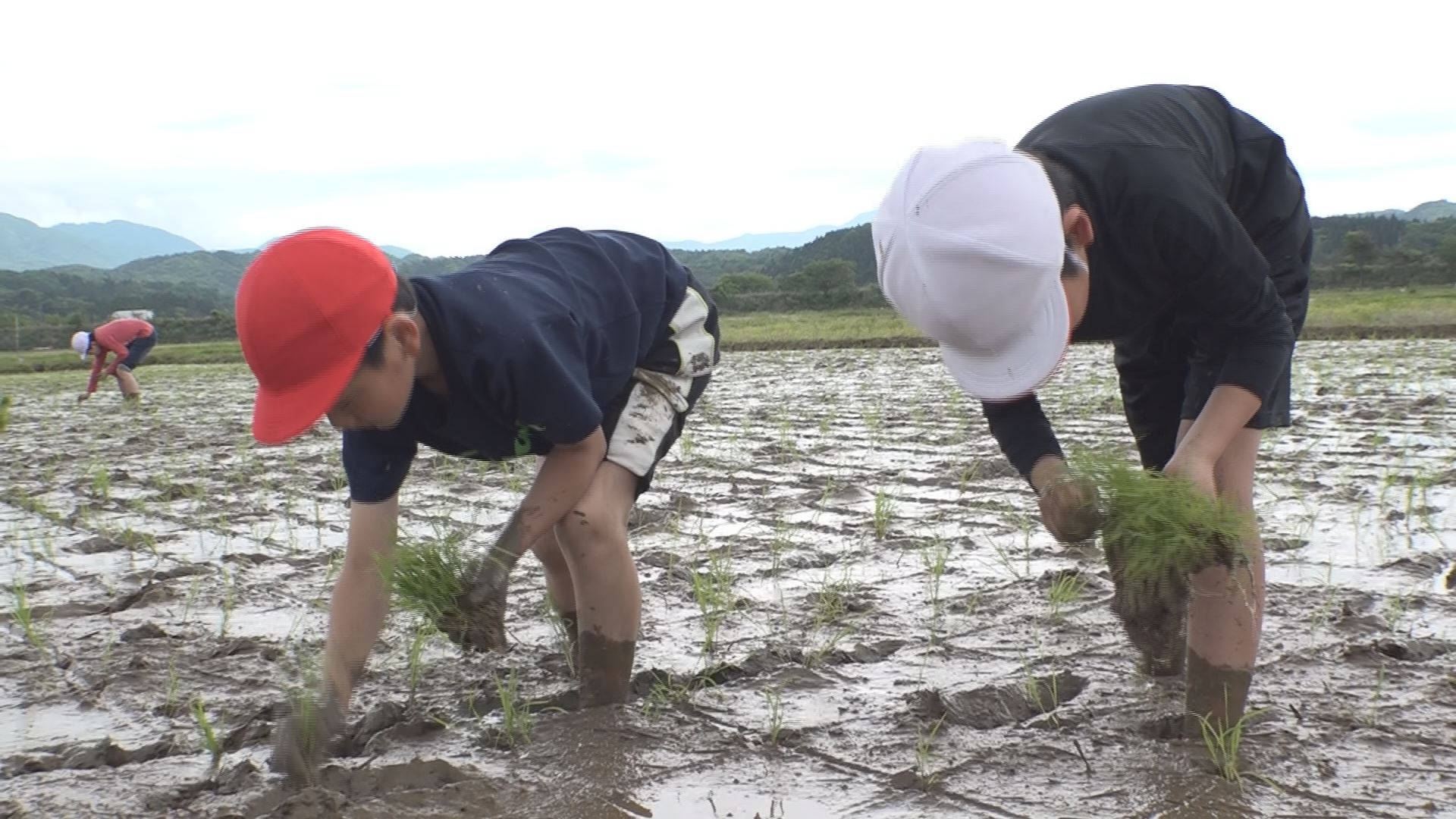 コメ作りで地域に愛着を！柿崎小5年生が田植え