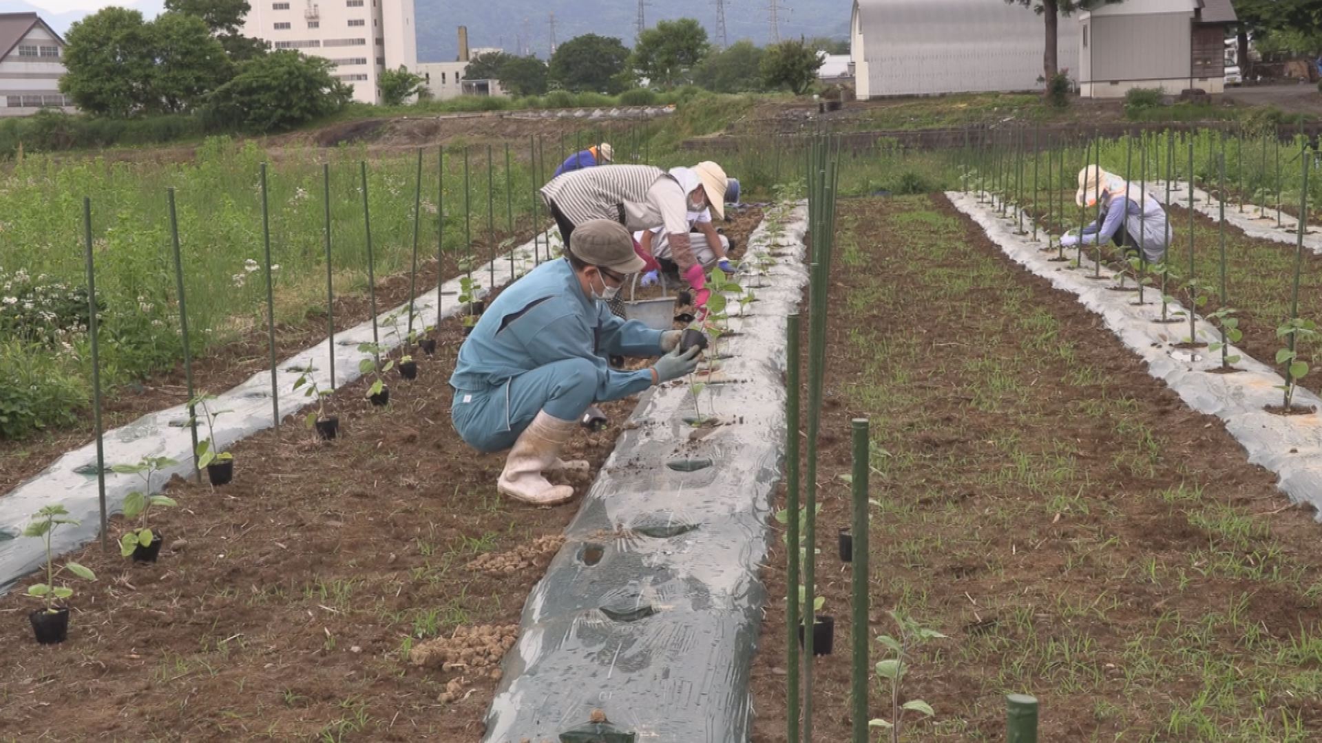 妙高市の特産品に！「食用ホオズキ」露地栽培はじめる