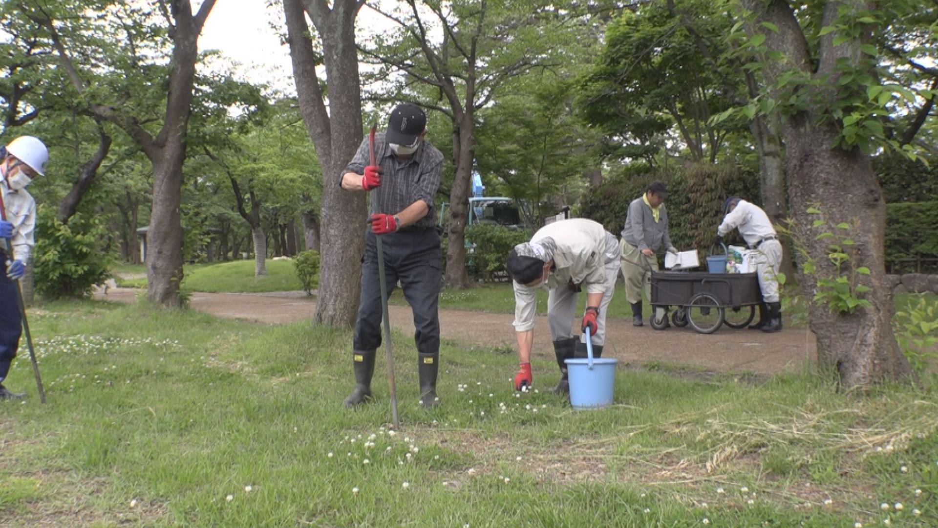 高田城址公園でサクラの「お礼肥え」