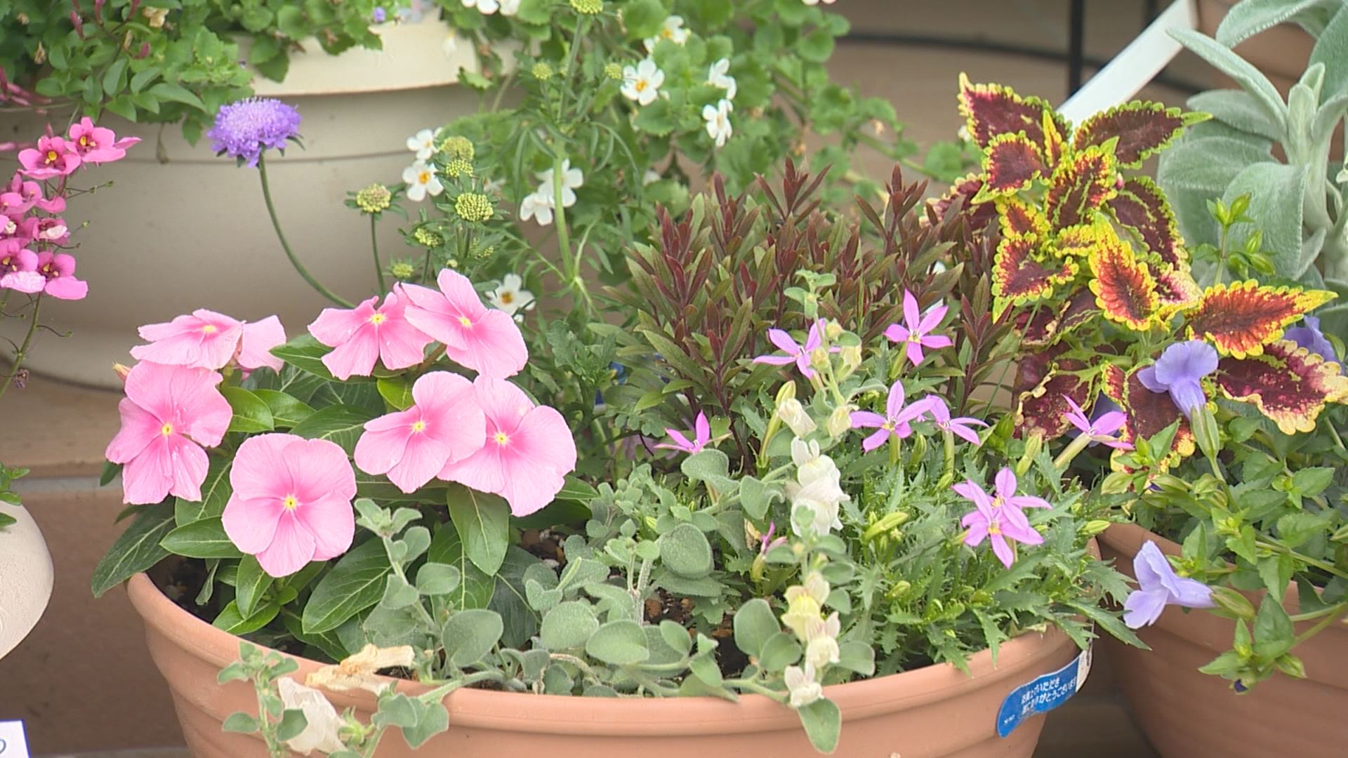 プロに聞く！色々な種類の花を一度に楽しめる「寄せ植え」