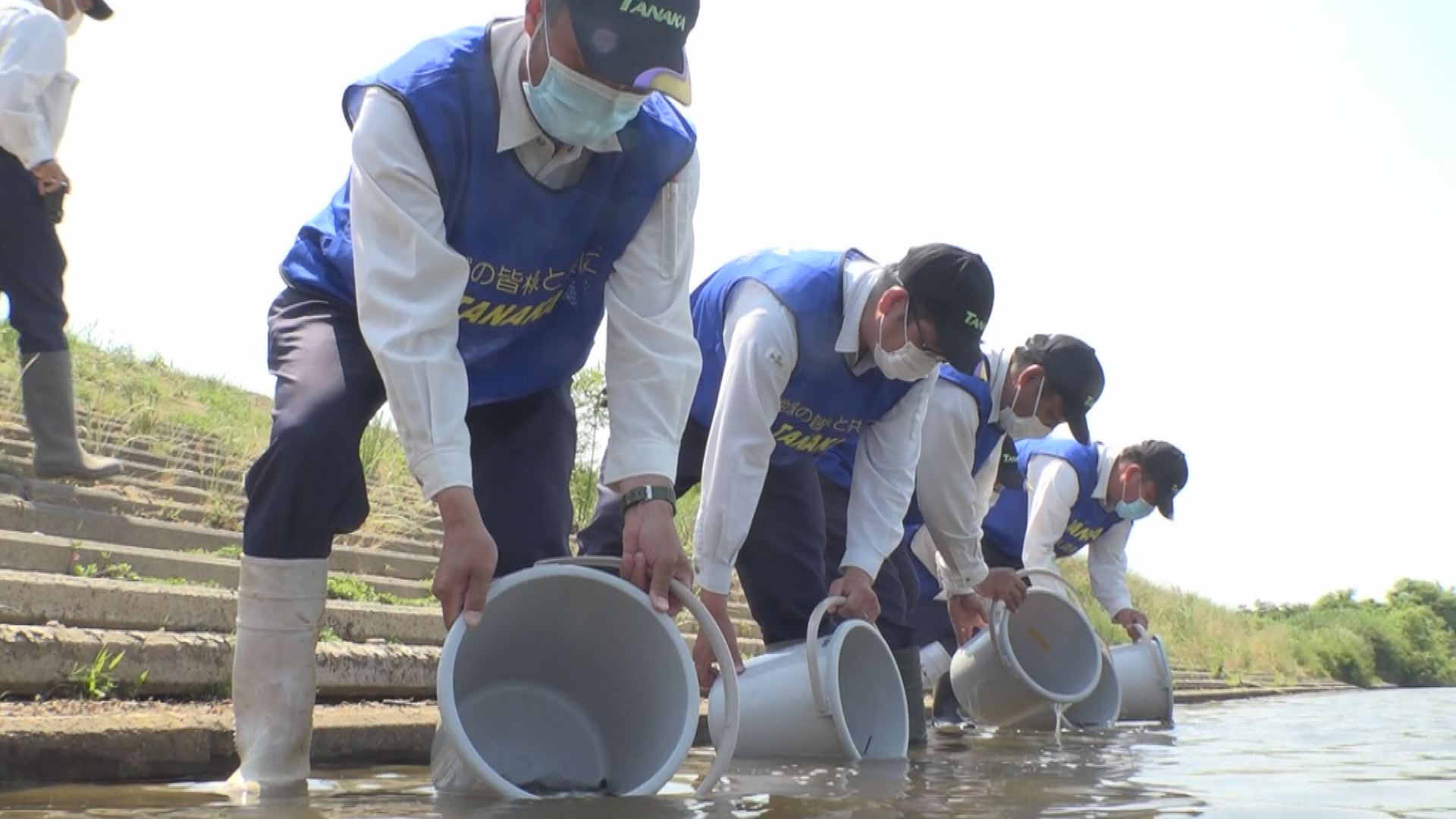 関川のアユ釣り7月11日解禁！稲田橋で稚魚の放流