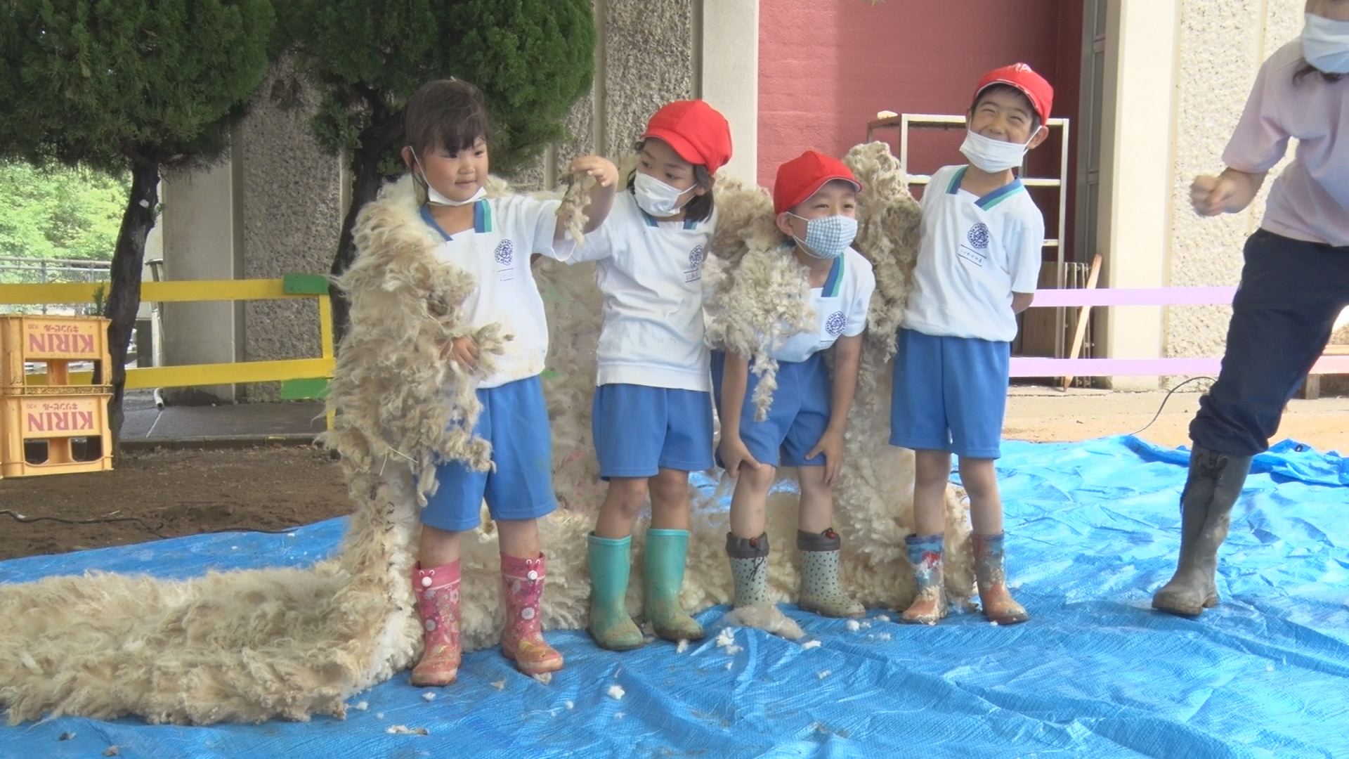 これが生のウールだよ！大手町小でヒツジの毛刈り