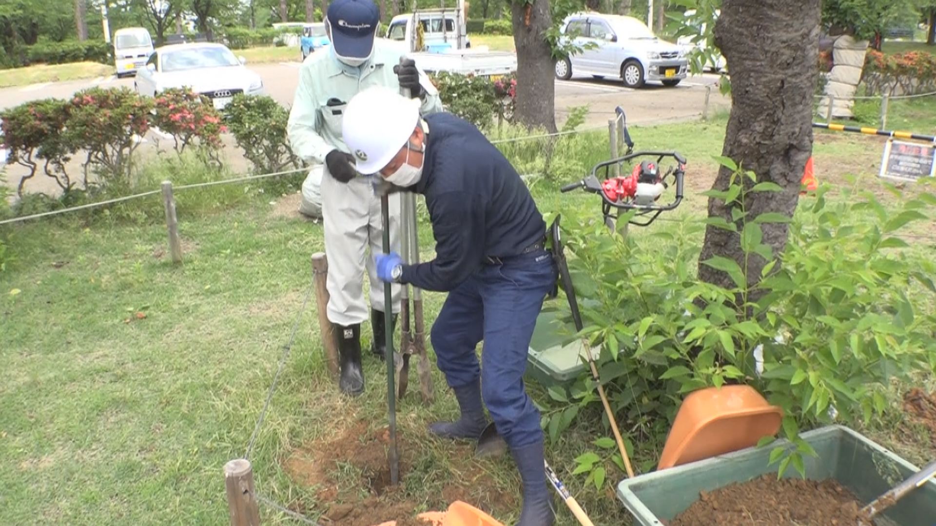 100年後の満開へ！高田城址公園の桜 土壌改良整備はじまる