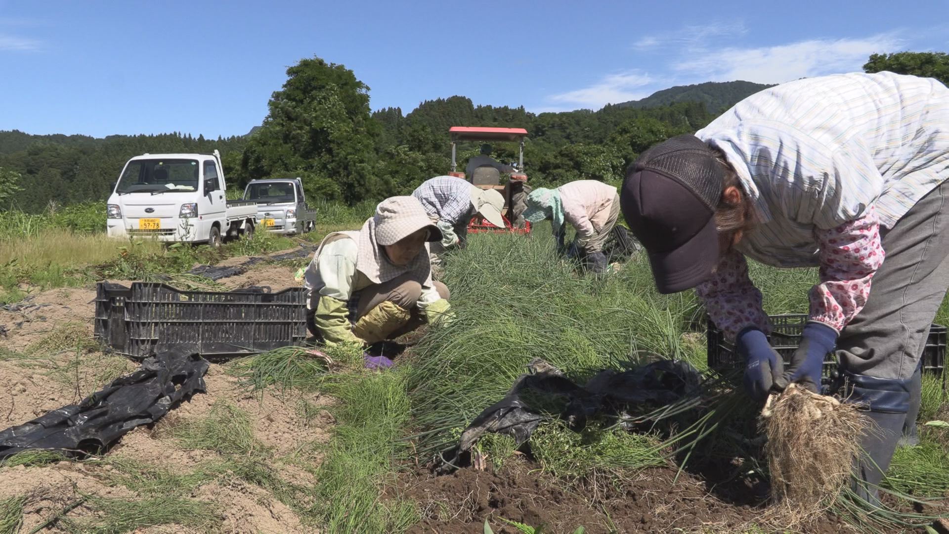 中山間地域でらっきょう実証栽培 収穫期迎える
