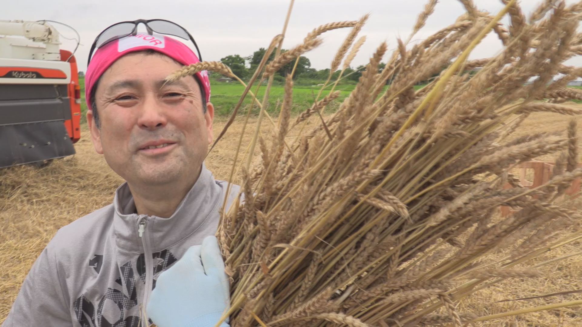 サンドパンが生まれ変わる！小竹製菓が麦を収穫　