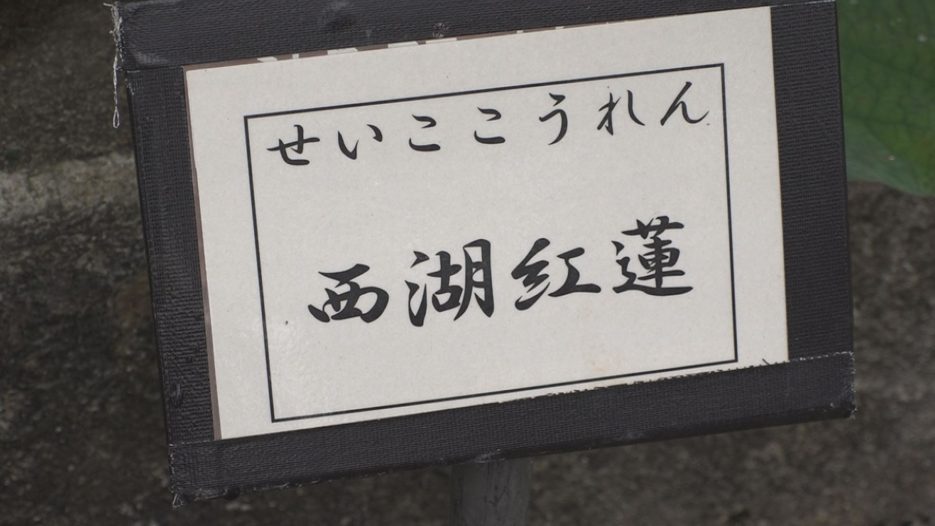 蓮3