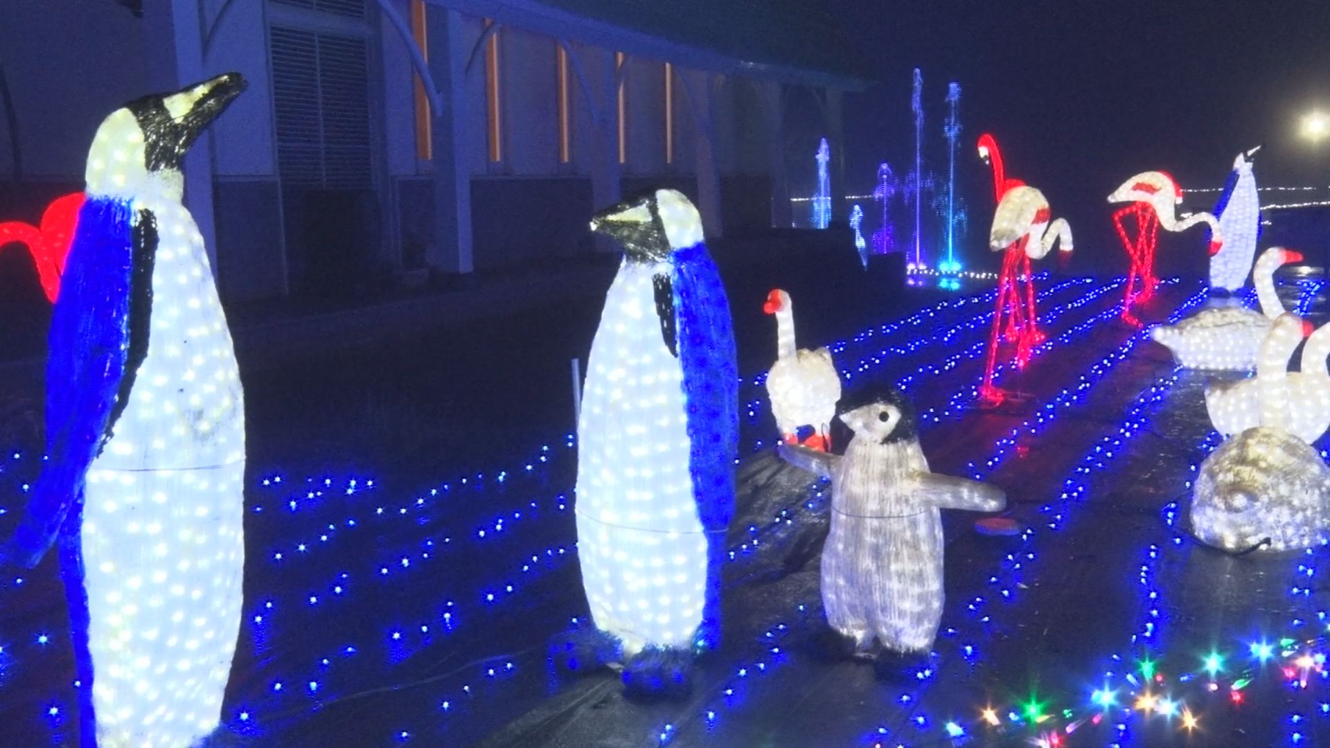 ライトアップ　ペンギン