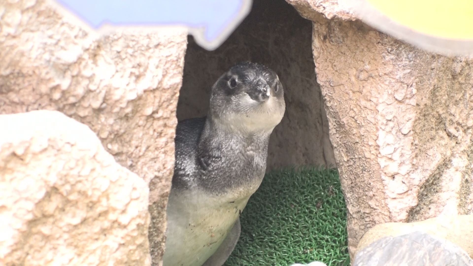マゼランペンギン2期生のグループ名は○○○んず！！