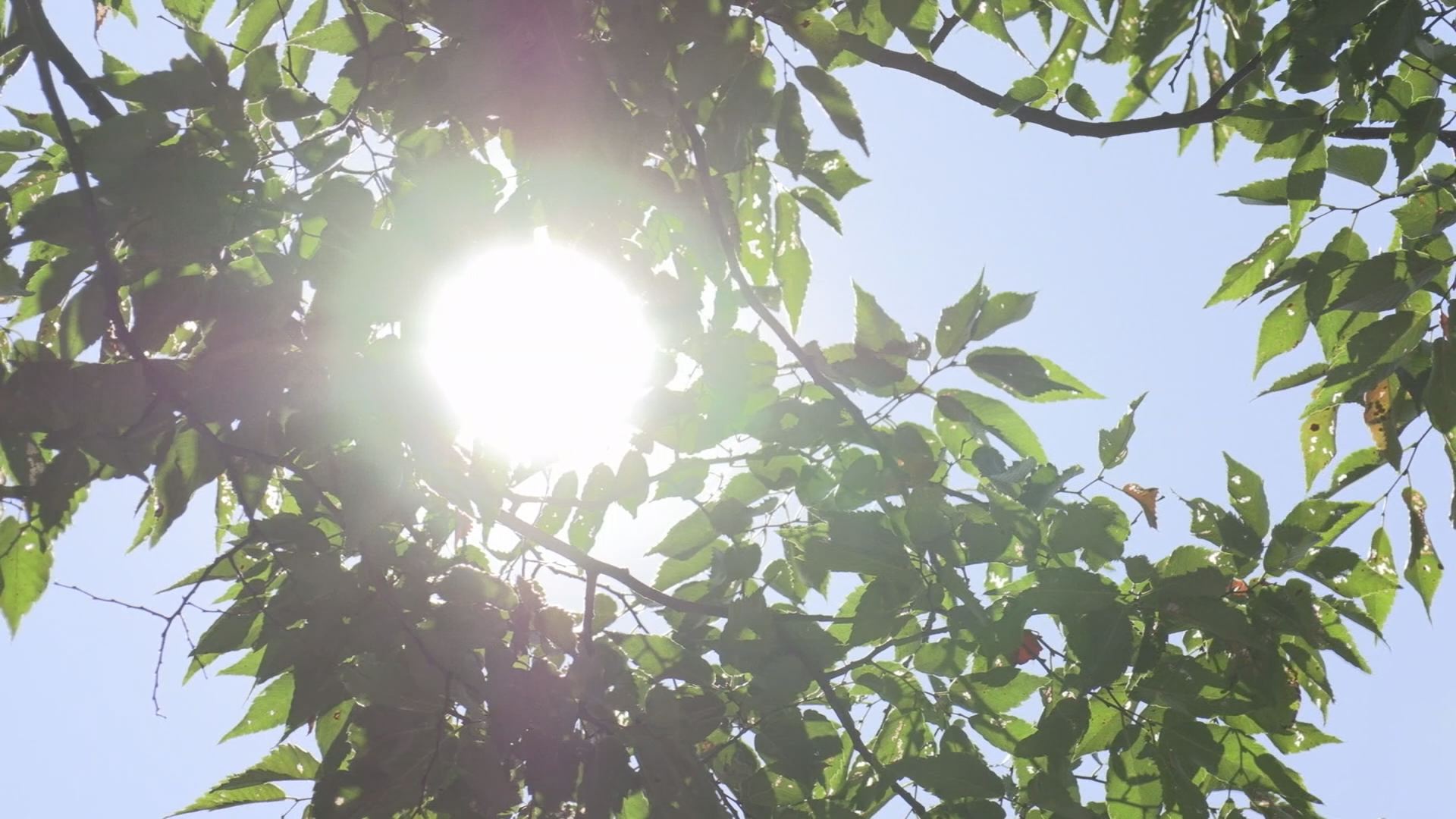 連日の猛暑日 高田の最高気温35.7℃