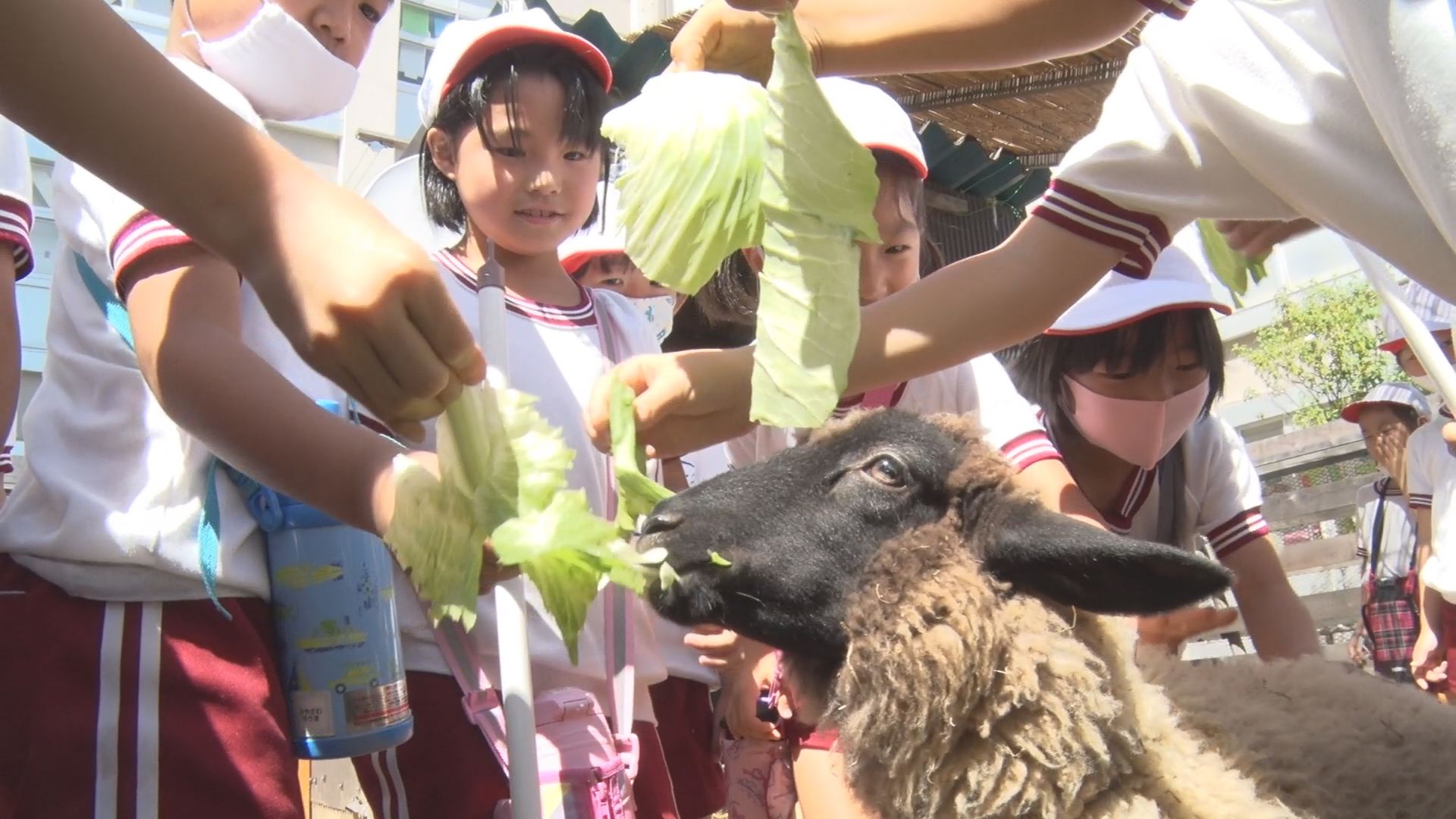 2学期も仲良し！東本町小でヒツジの始業式
