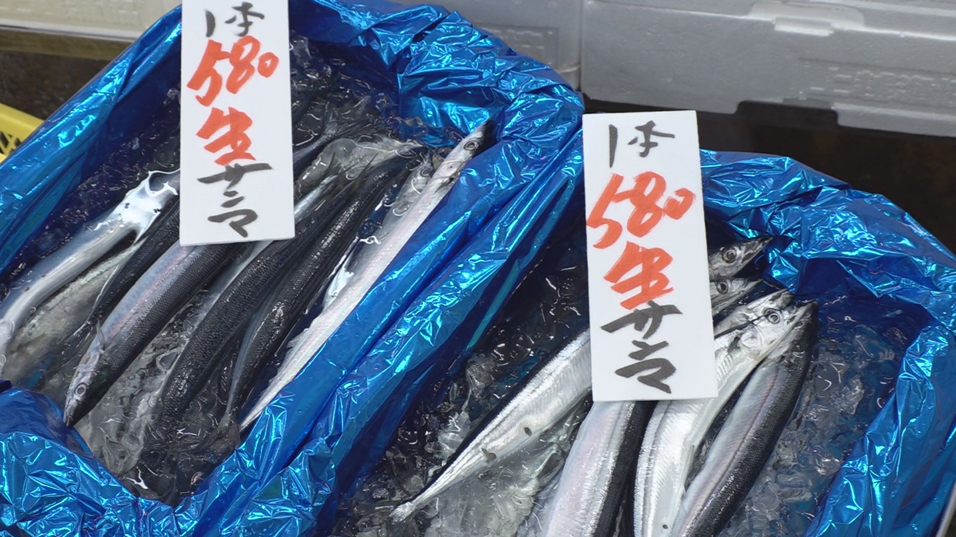 200910_魚④