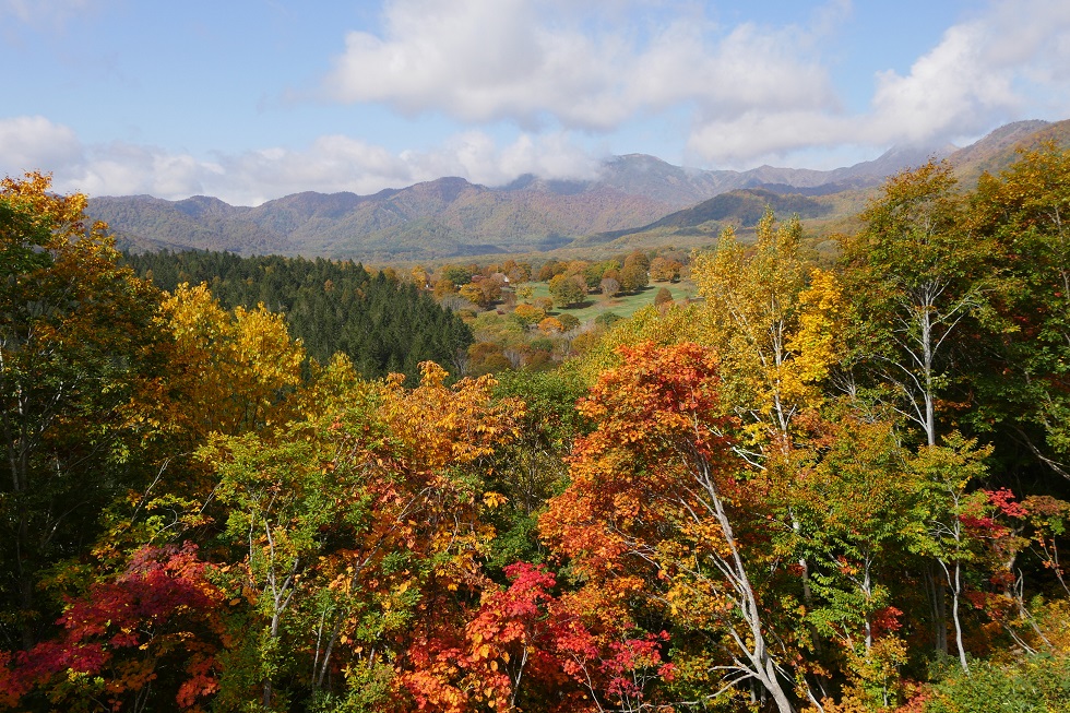 ＜紅葉情報2020＞ 笹ヶ峰高原 見ごろを迎えました