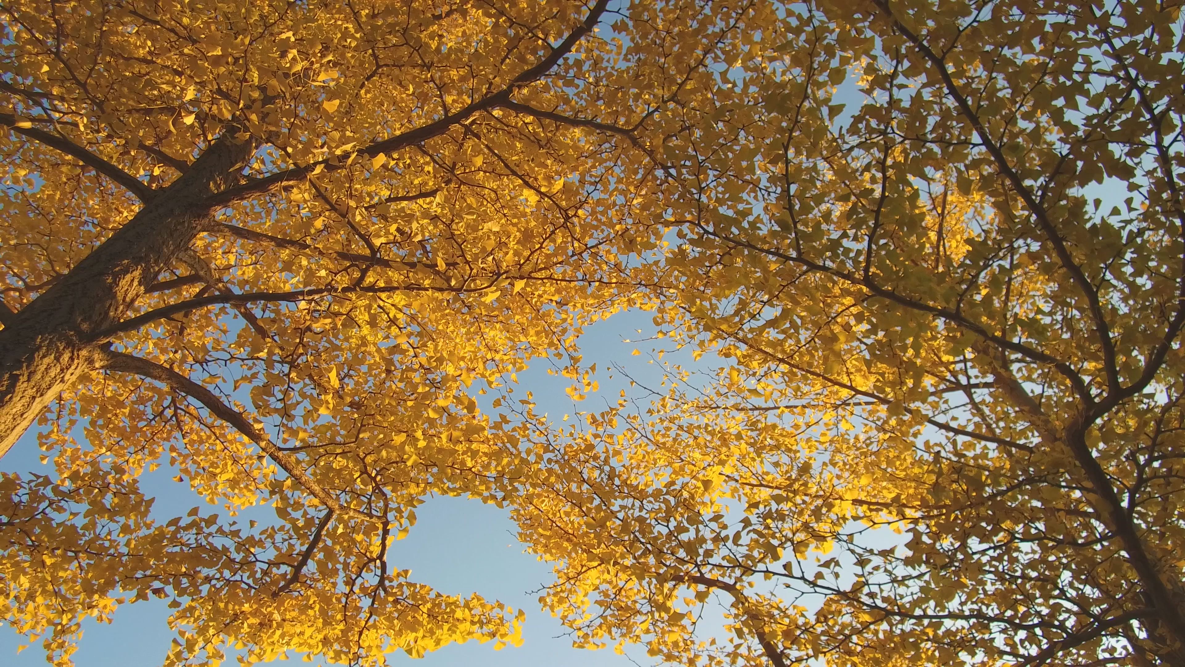 【動画】秋の高田城址公園へサイクリング
