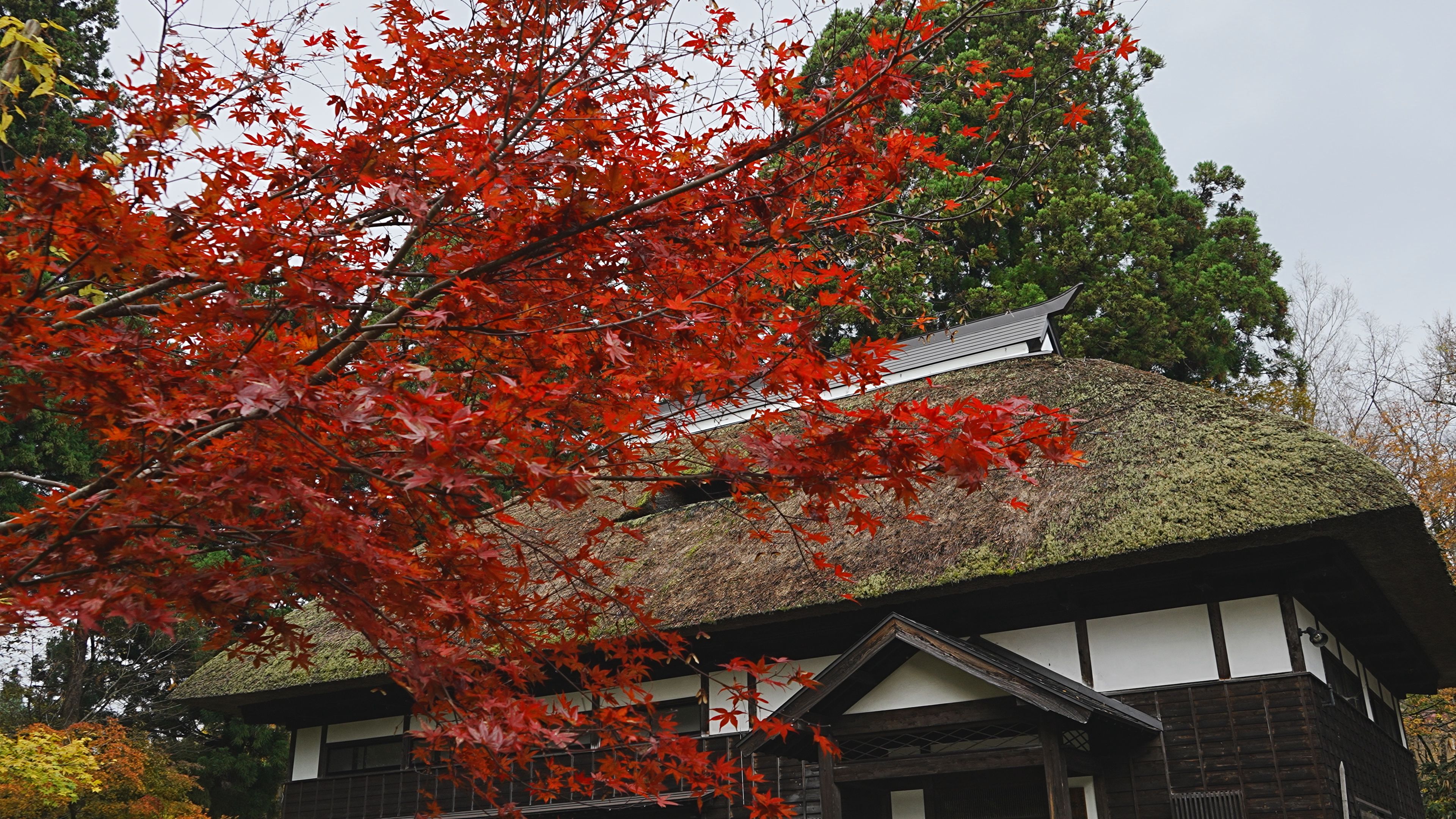 ＜紅葉情報2020＞8日撮影 大島区「庄屋の家」「田麦ぶなの森園」