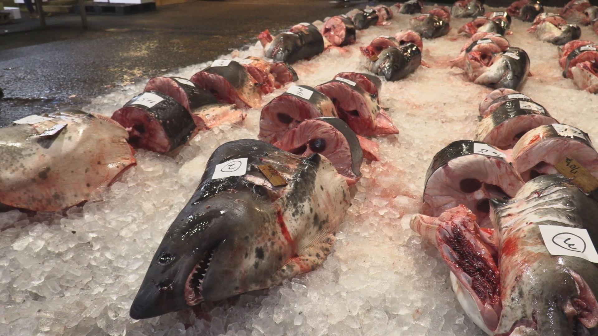 年越しにはやっぱりこれ！魚市場でサメのセリ