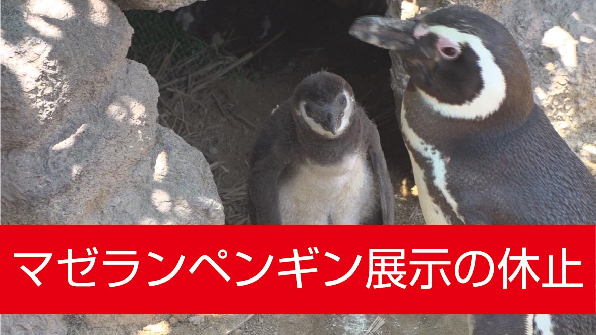 富山で鳥インフル「うみがたり」マゼランペンギン展示を休止