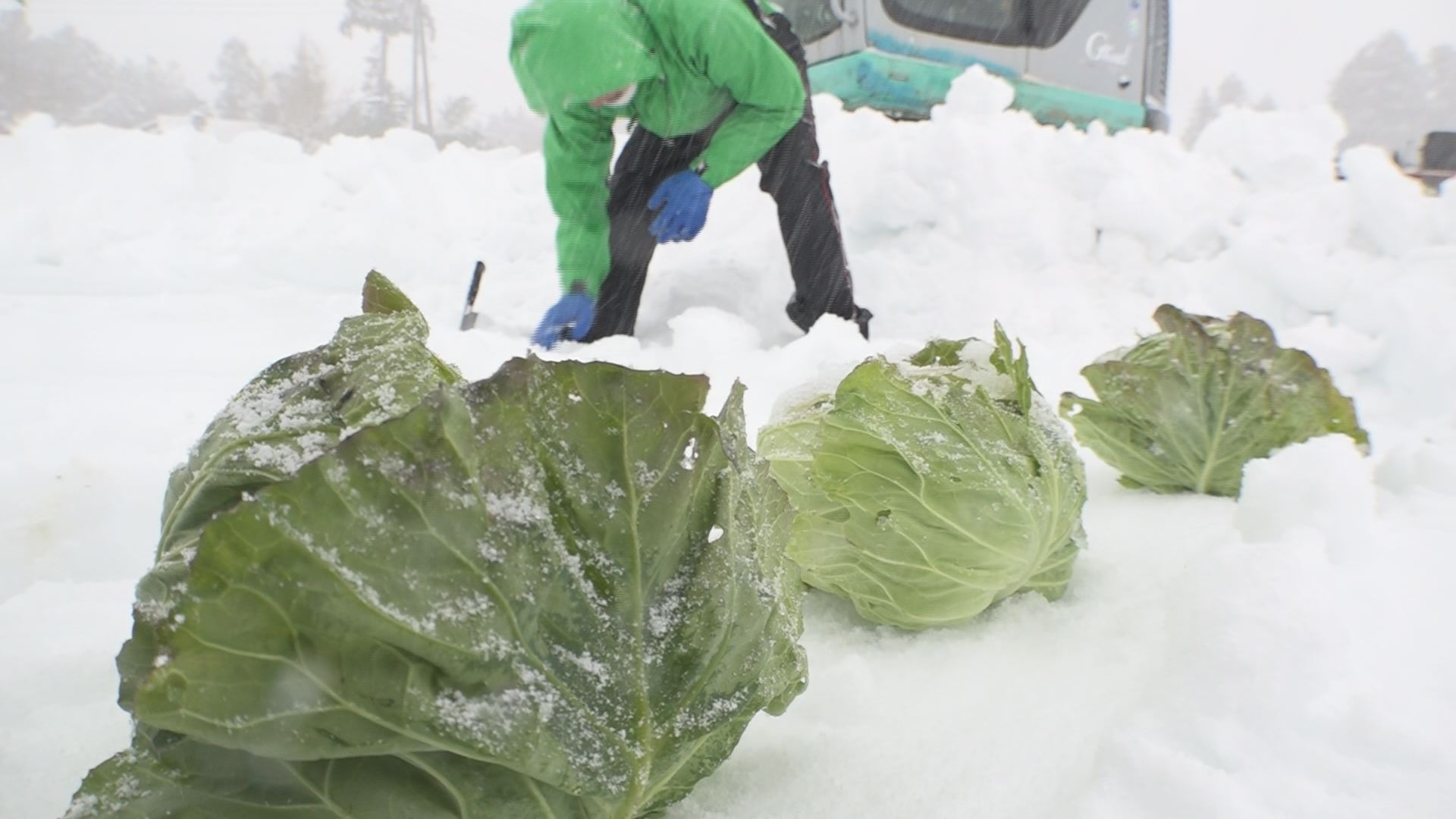 ドカ雪の甘み！「雪下野菜」9日販売解禁！
