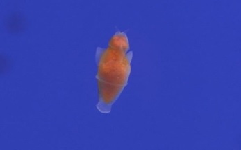 クリオネの仲間「ダルマハダカカメガイ」うみがたりに初展示！