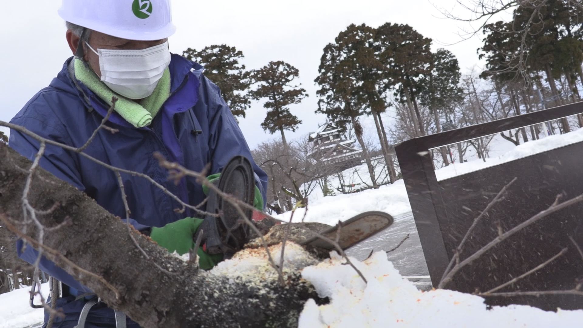 高田城址公園 雪でサクラの枝折れる被害 広範囲に発生