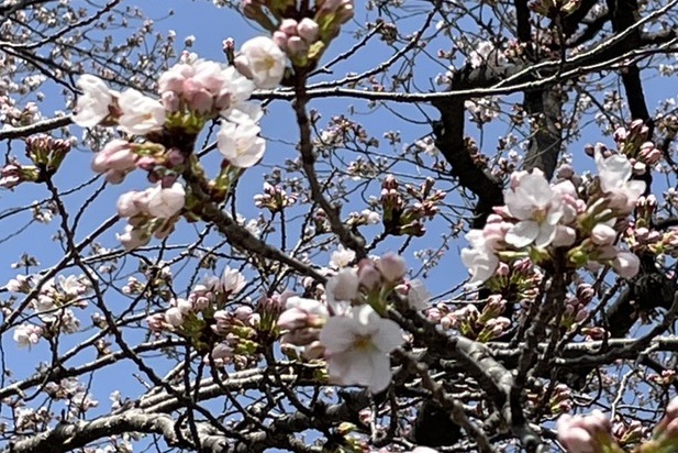 【速報】高田城址公園 サクラ開花宣言！