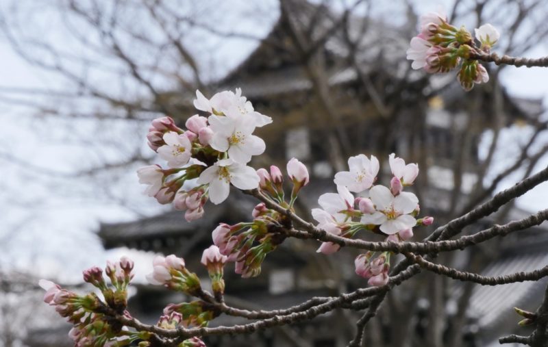高田城址公園 サクラ開花宣言！史上2番目に早い開花