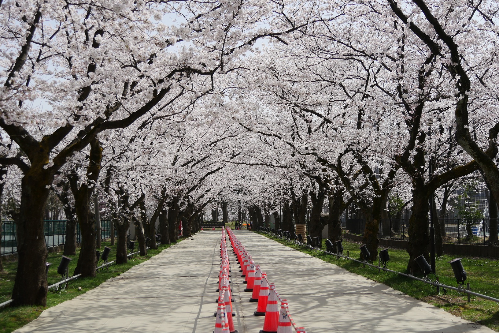 あすから観桜会  宴会や食べ歩きは禁止！