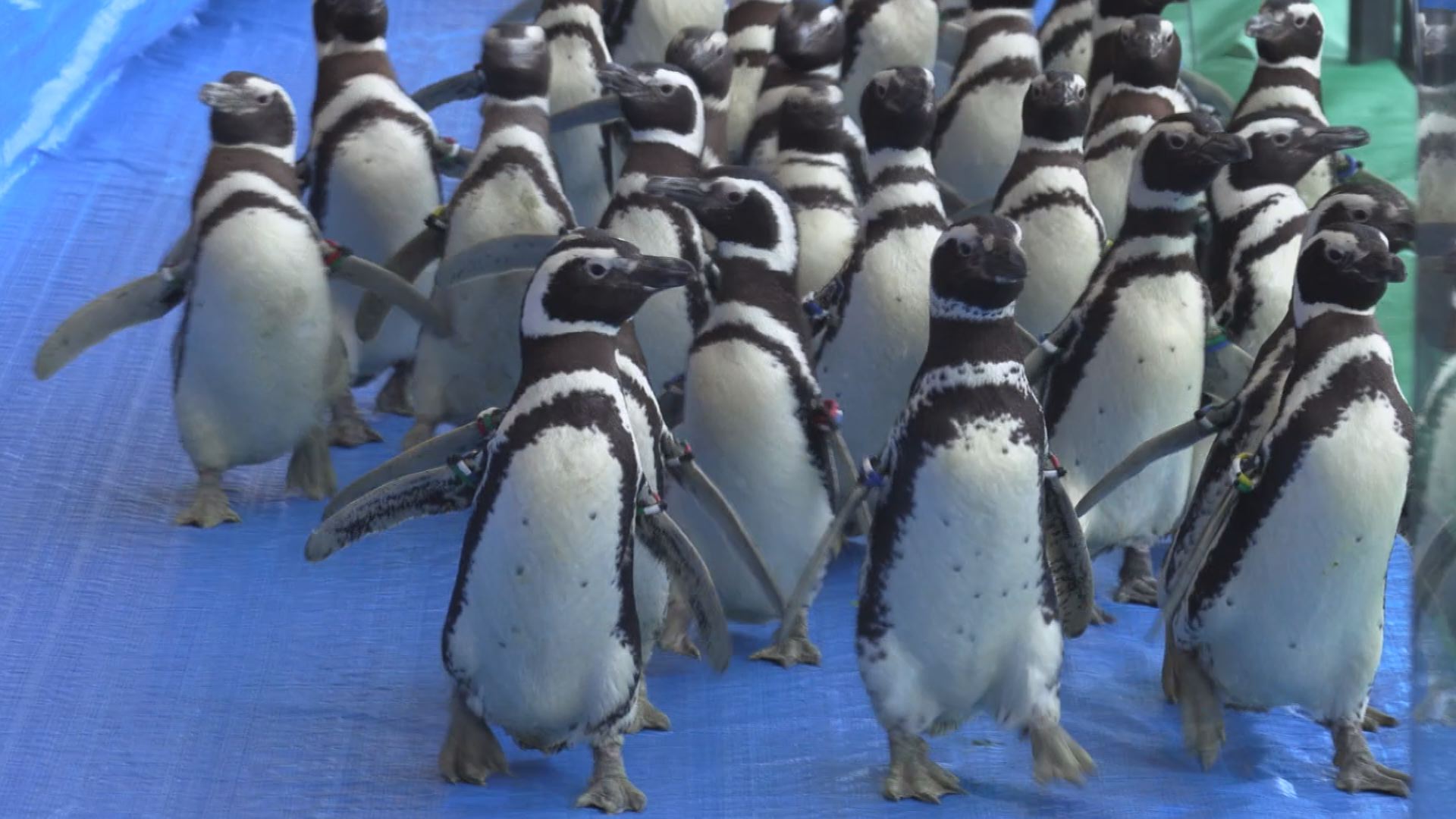 2か月ぶりによちよち歩き！マゼランペンギン展示再開