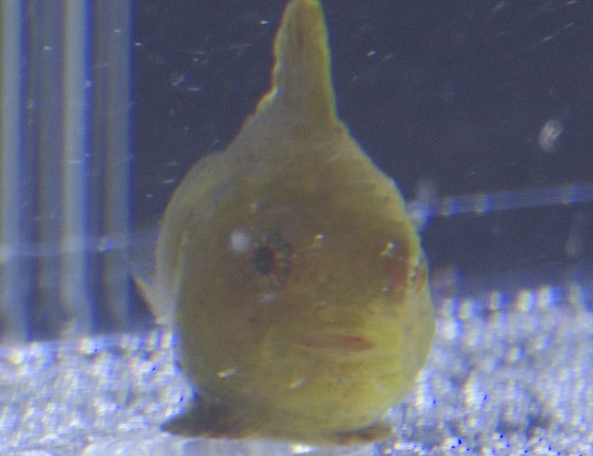 海のブサかわいい！うみがたり「ダンゴウオ」展示