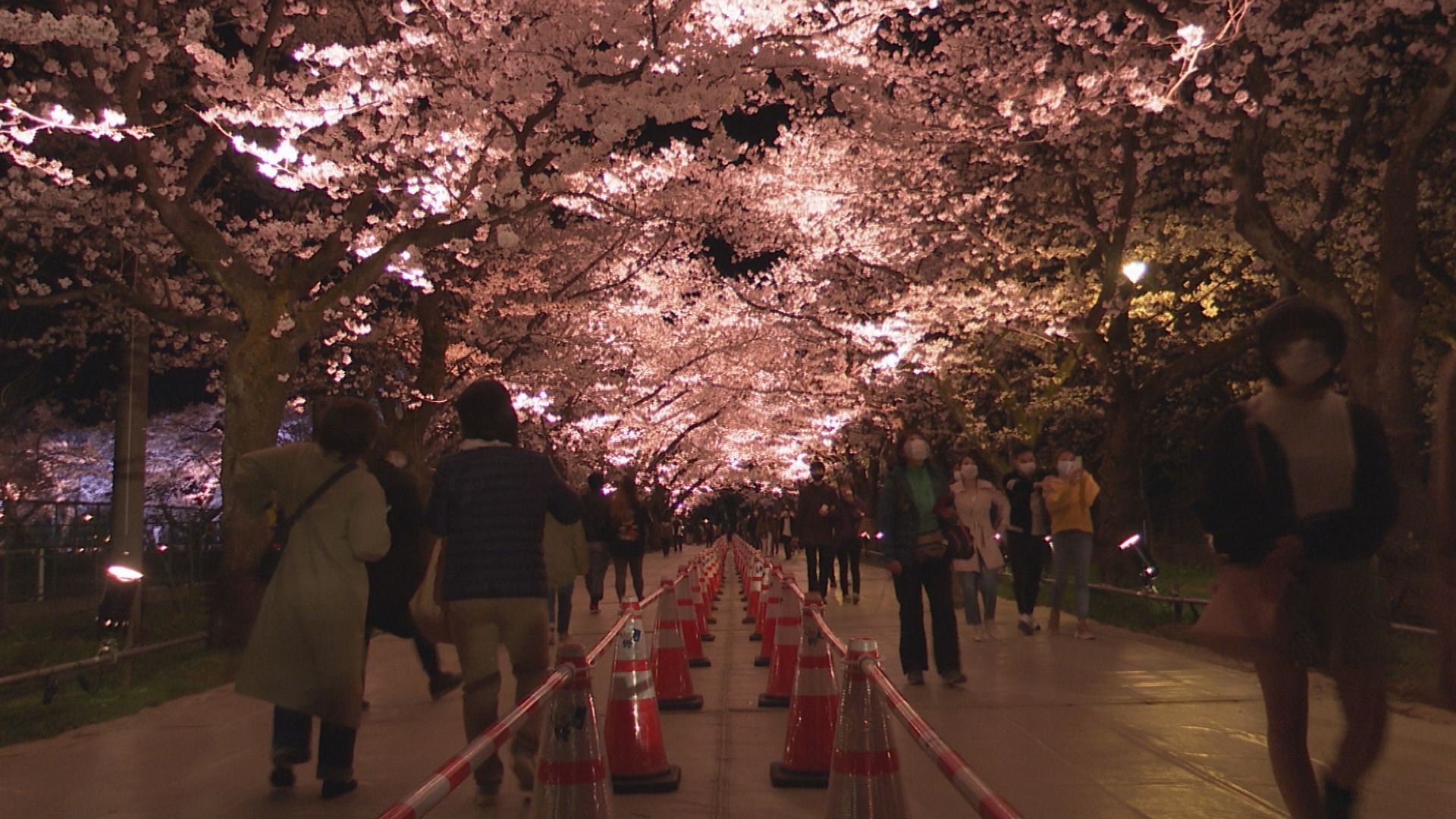 コロナ禍の観桜会 入込み20万人（前年比7万2000人増）
