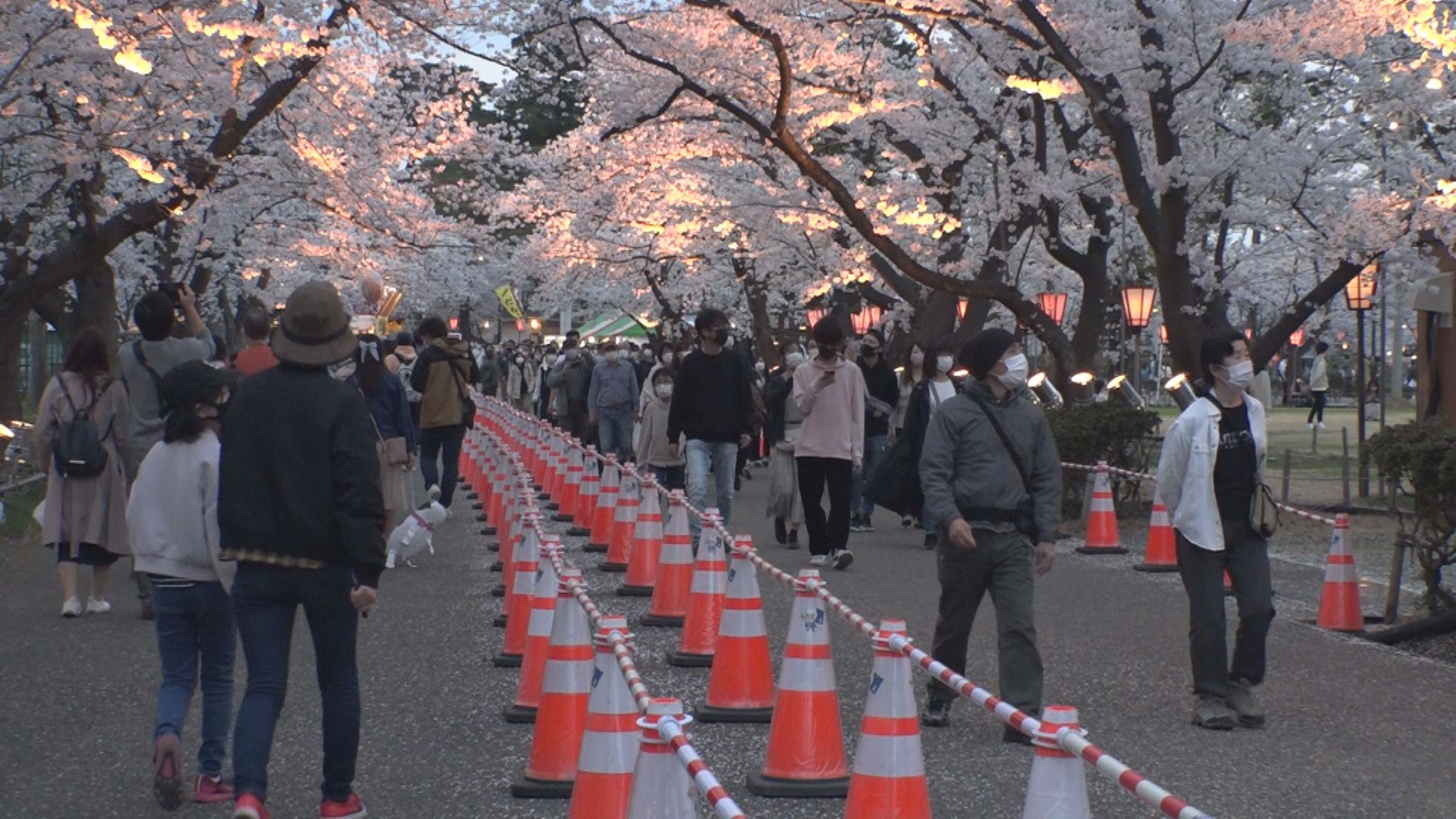 高田城址公園観桜会　週末多くの花見客でにぎわう