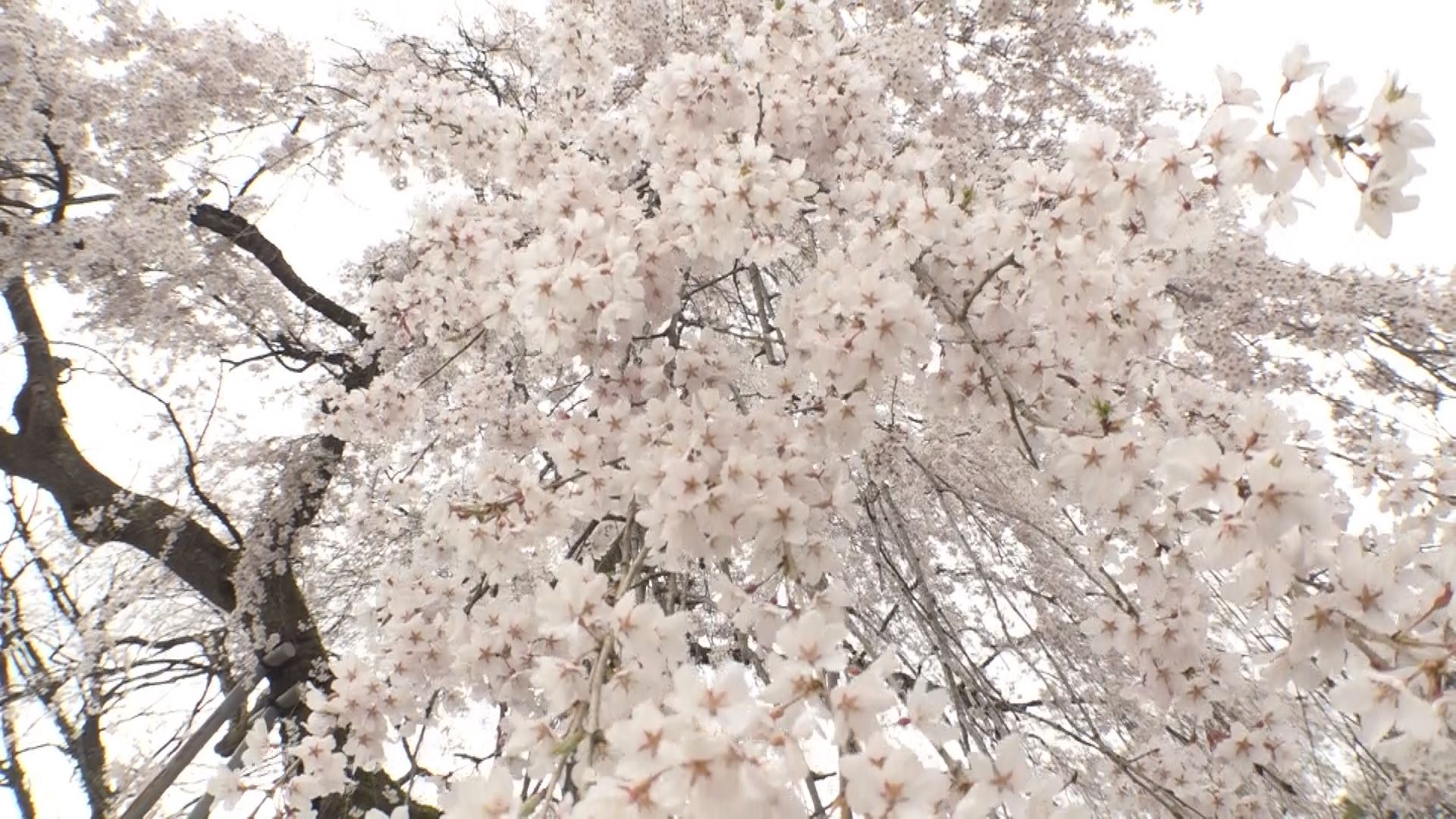 Still0410_00014