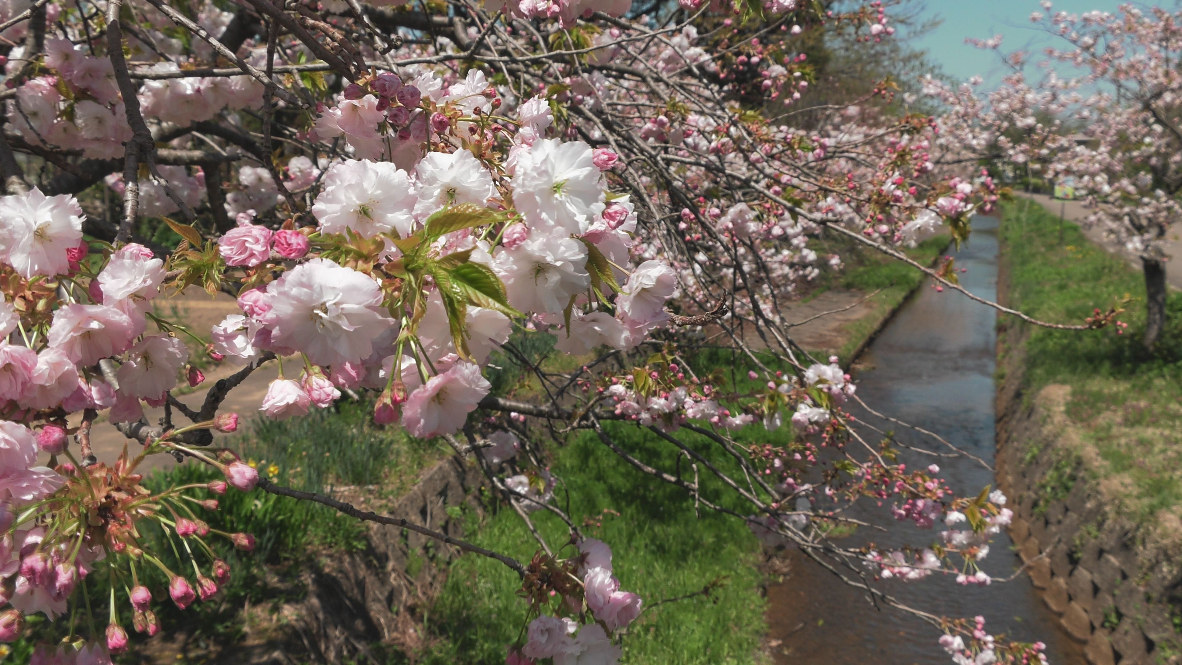 【動画】八重桜が映える小径 頸城区島田（新潟県上越市頸城区）