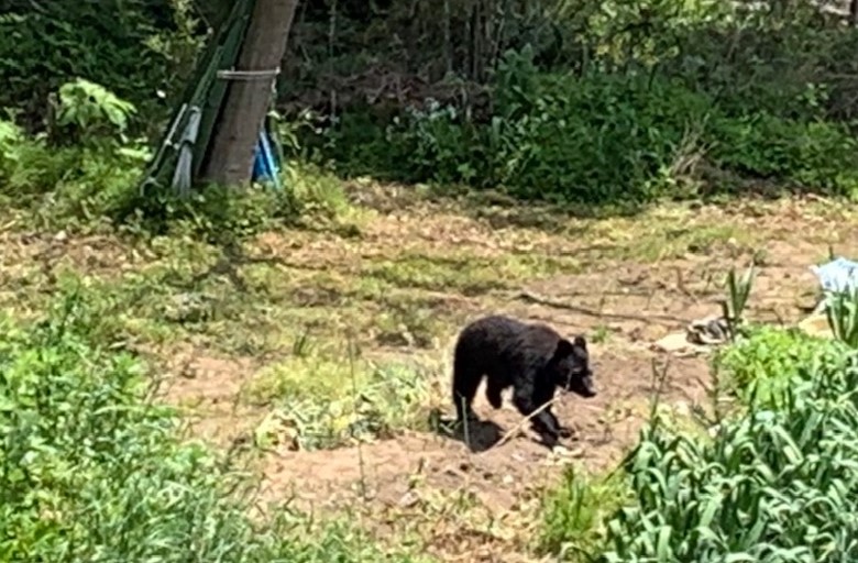 五智5丁目付近 クマの目撃情報の続報[上越市]