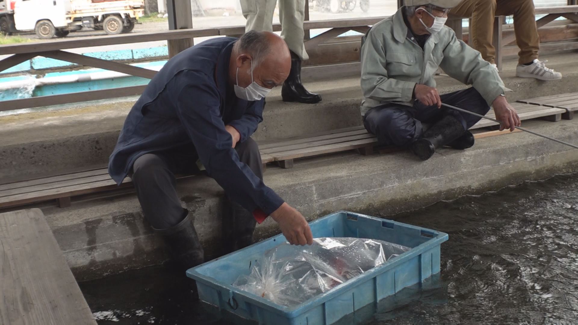 泳ぐ宝石！「錦鯉」のセリ市開催