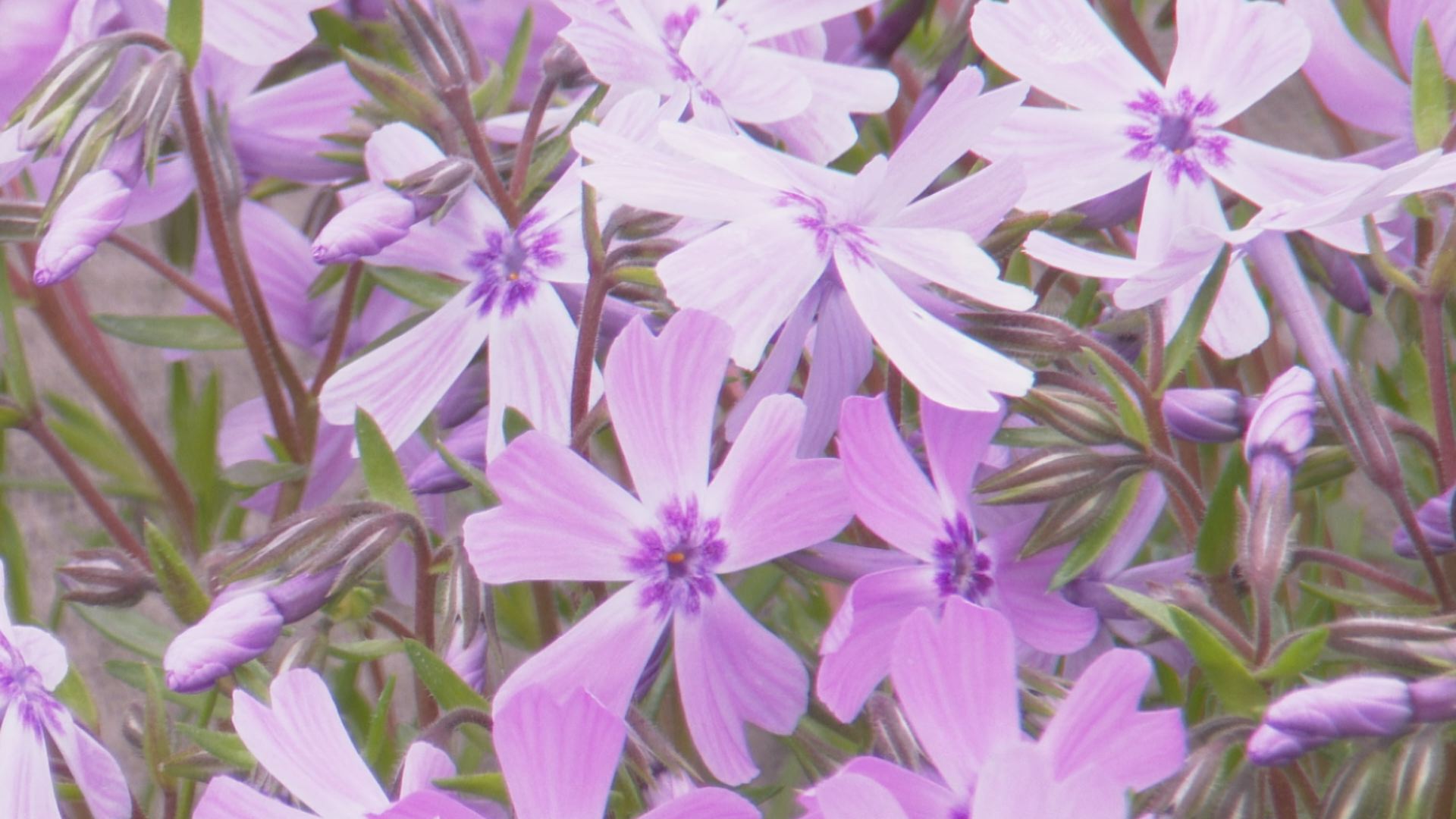Still0507_00002