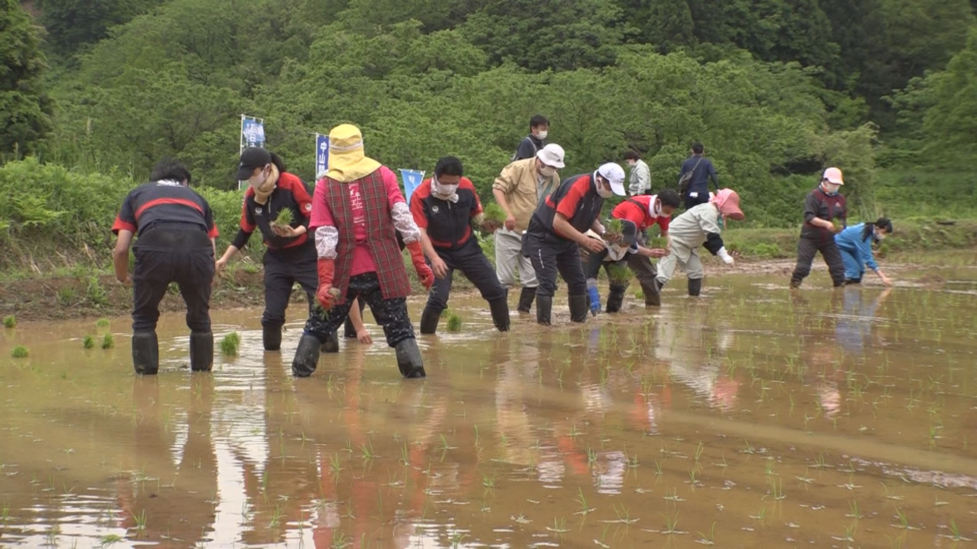 棚田みらい応援団・ボランティアが田植えを手伝い