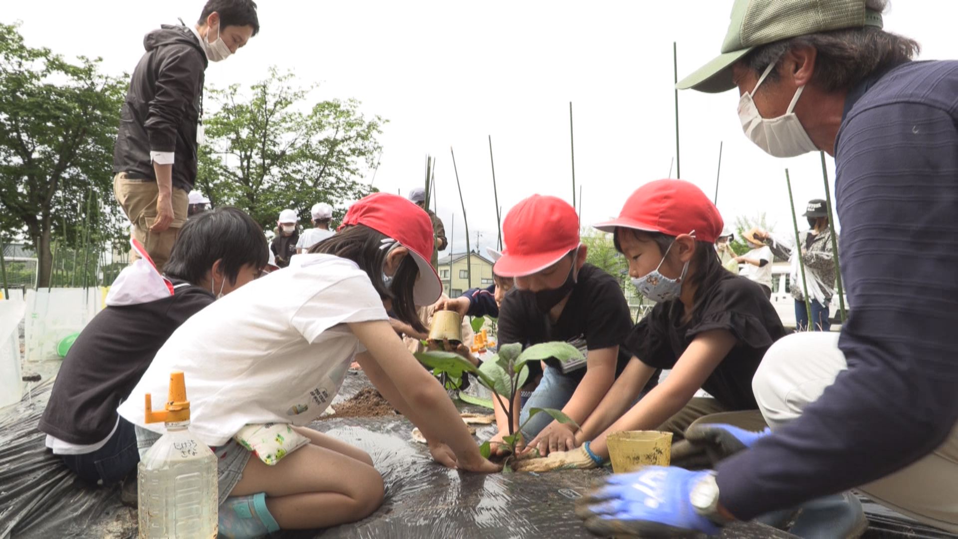 ナス嫌いを克服!? 直江津小2年が丸えんぴつナスの苗植え
