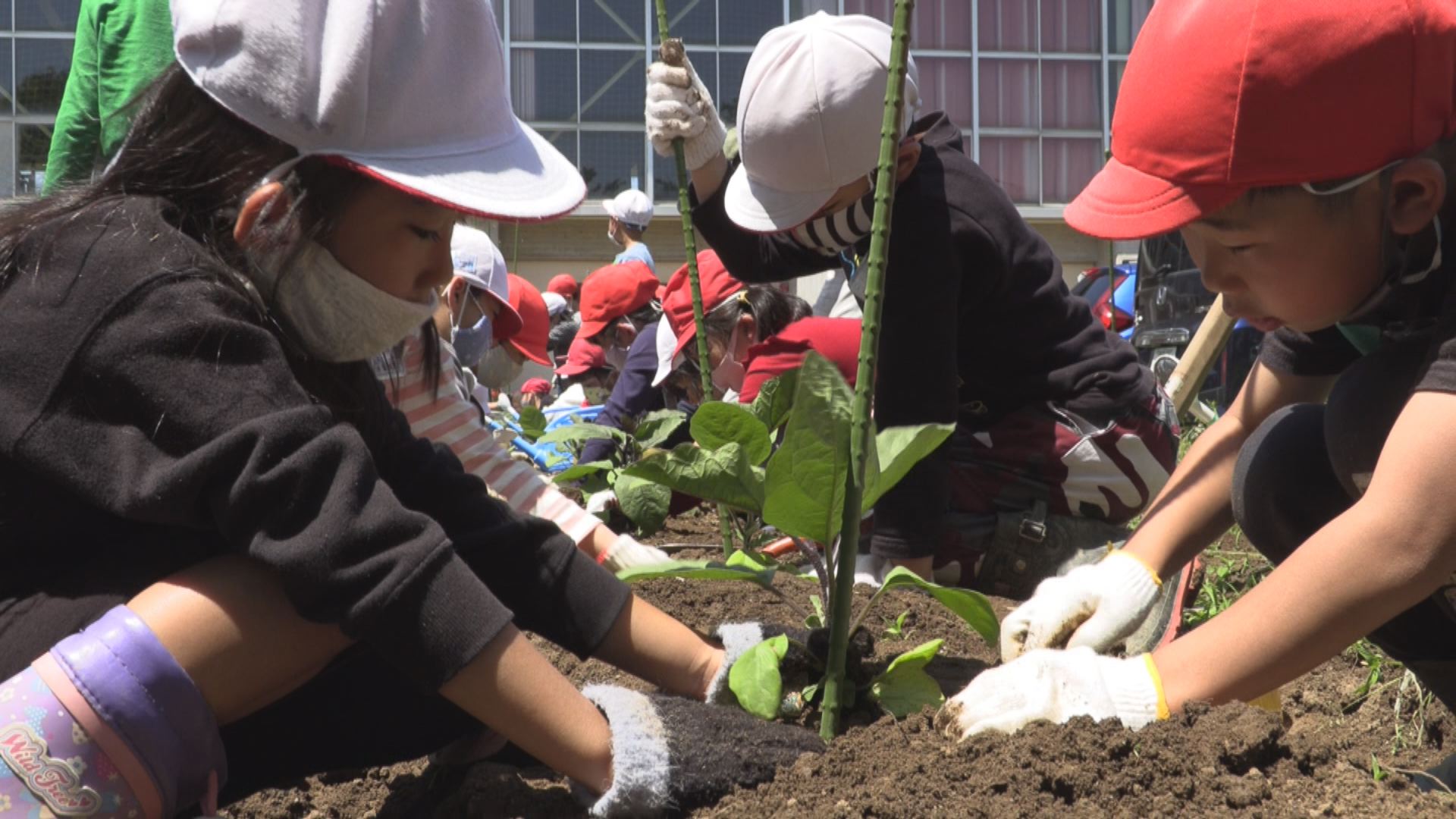 ステーキにして食べたい！  柿崎小2年丸えんぴつナスの苗植え