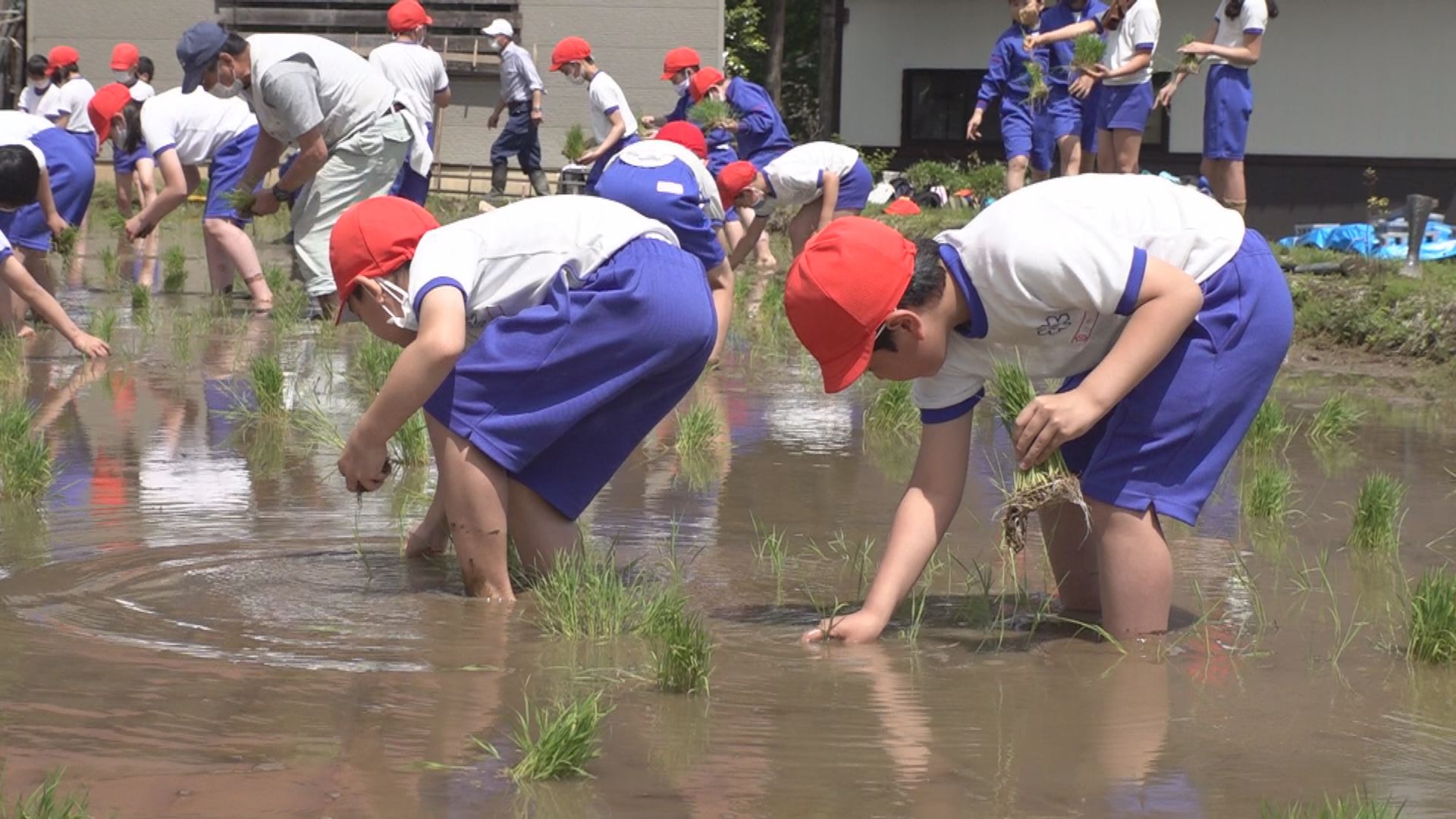 附属小5年生 妙高市矢代地区で田植えに挑戦！