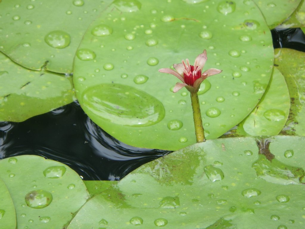7.7　潟来さんぽ（ジュンサイの花）