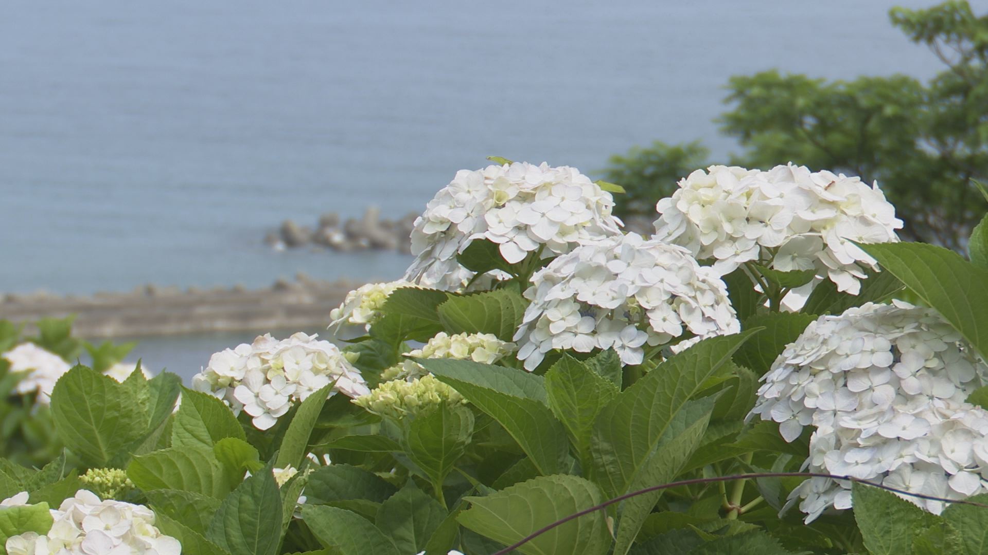 日本海と弁天岩に映える花園！「大王あじさい園」今週末見ごろ