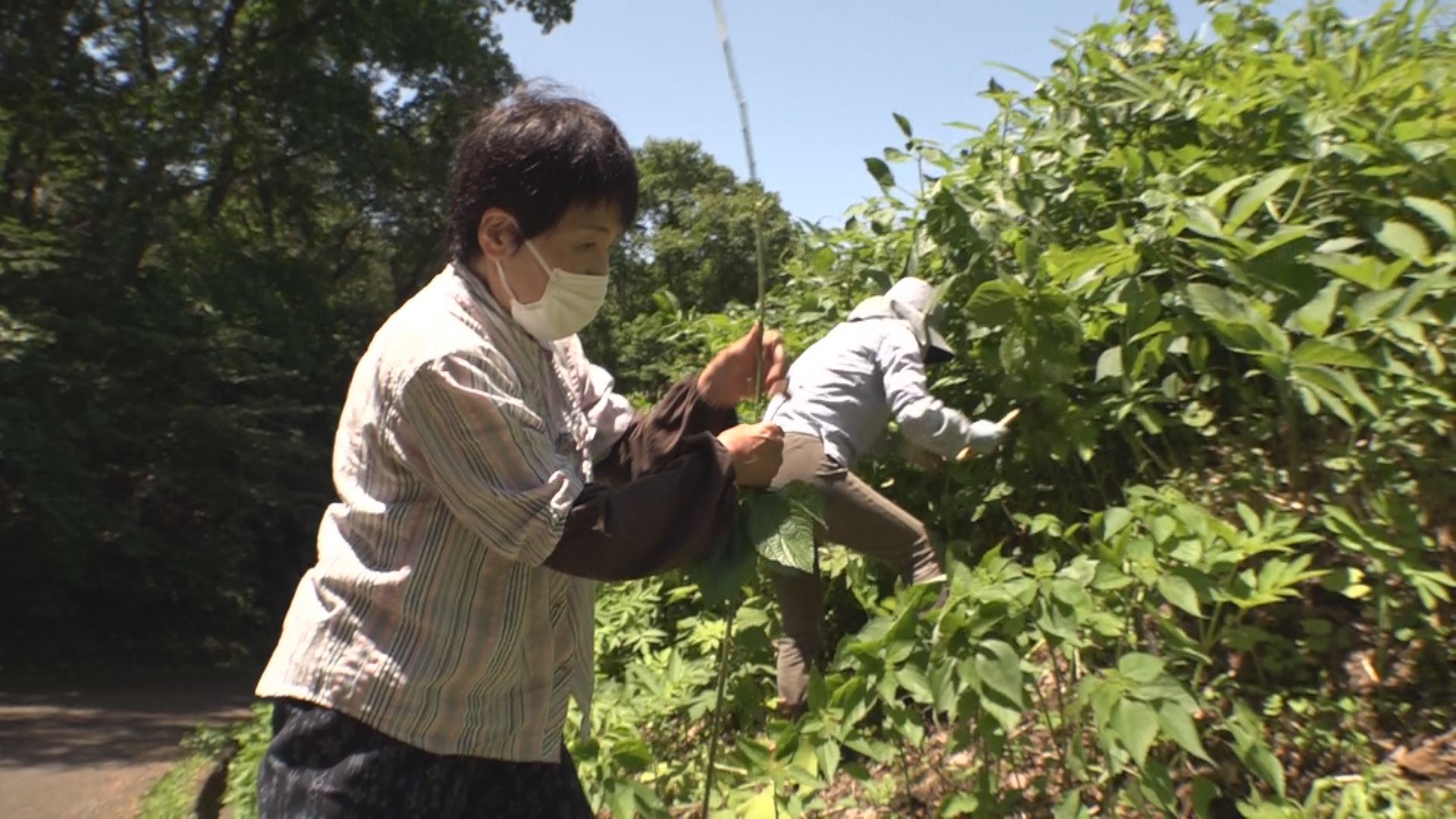 織物用にカラムシの刈り取りと繊維の取り出し