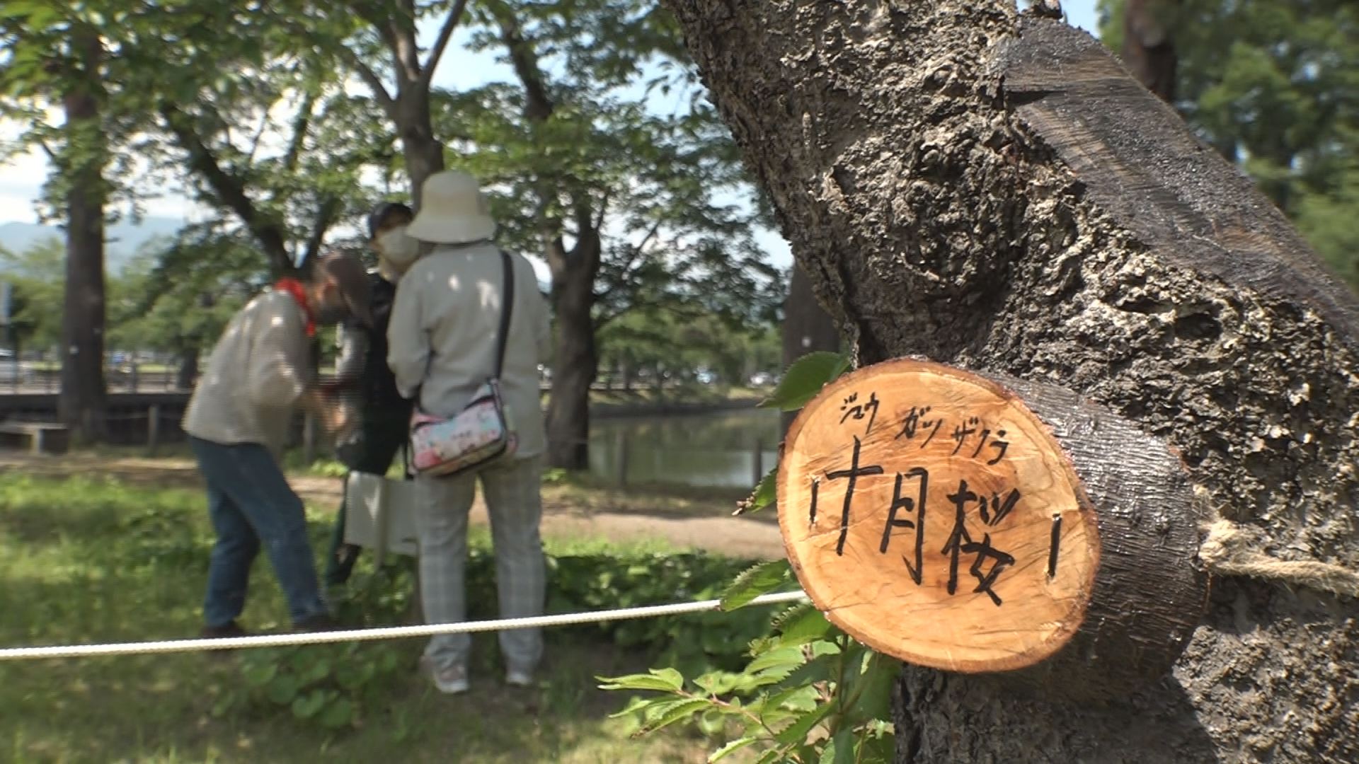 桜プロジェクトJ  公園の見本園を土壌改良 樹名看板取り付け