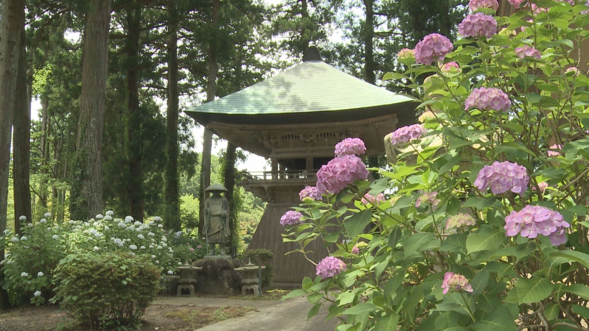 “紫陽花寺” 蓮華峰寺でアジサイ開花／佐渡テレビジョン