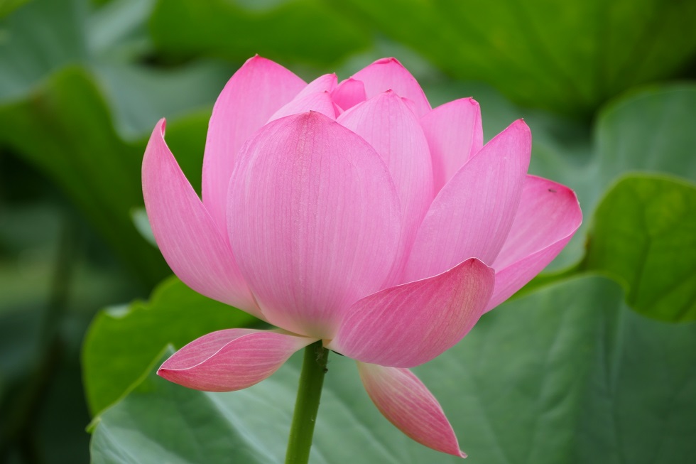 高田城址公園 ハスの花咲き始める 観蓮会は17日から