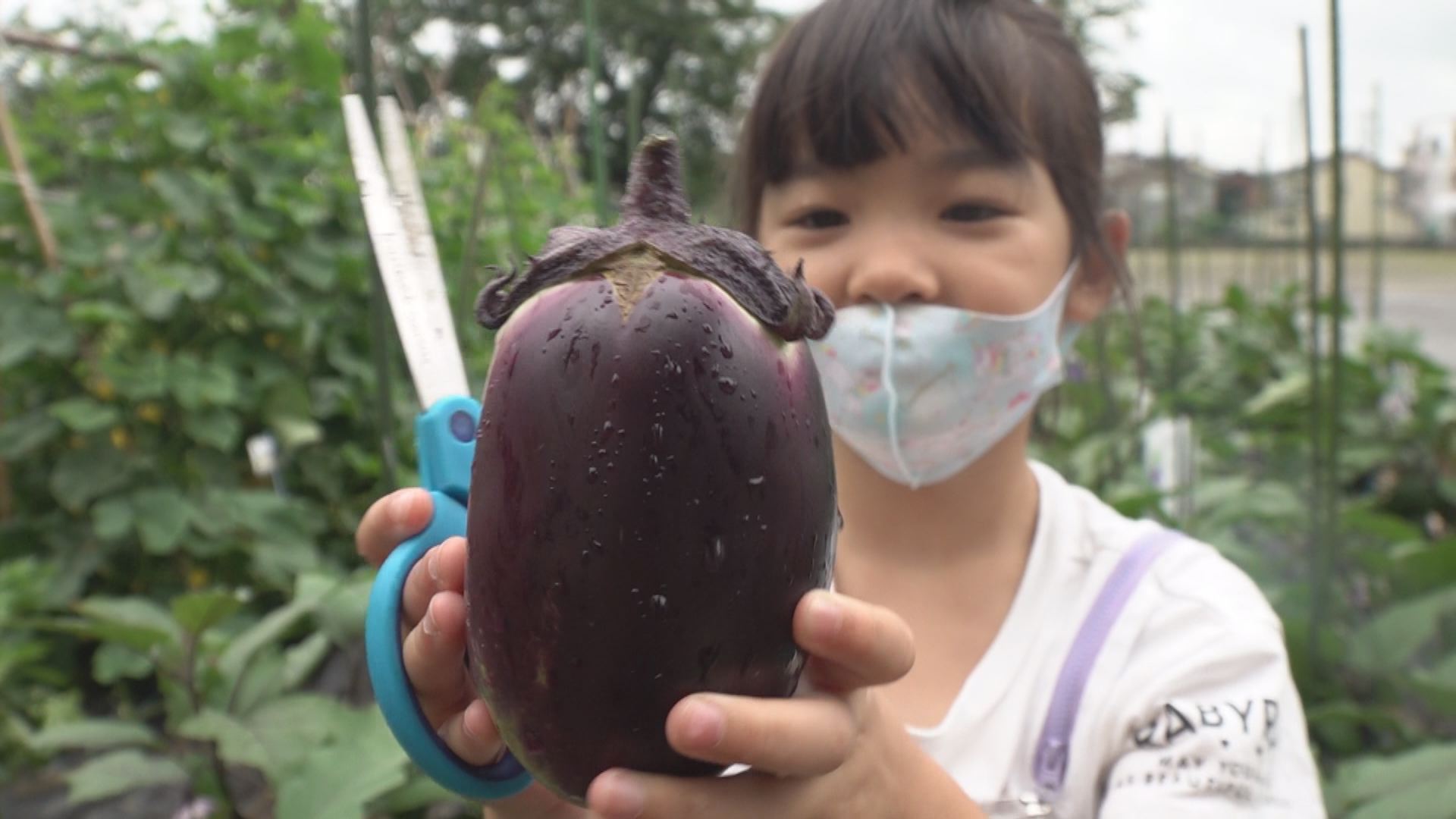 直江津小2年生 上越野菜「丸えんぴつナス」を収穫